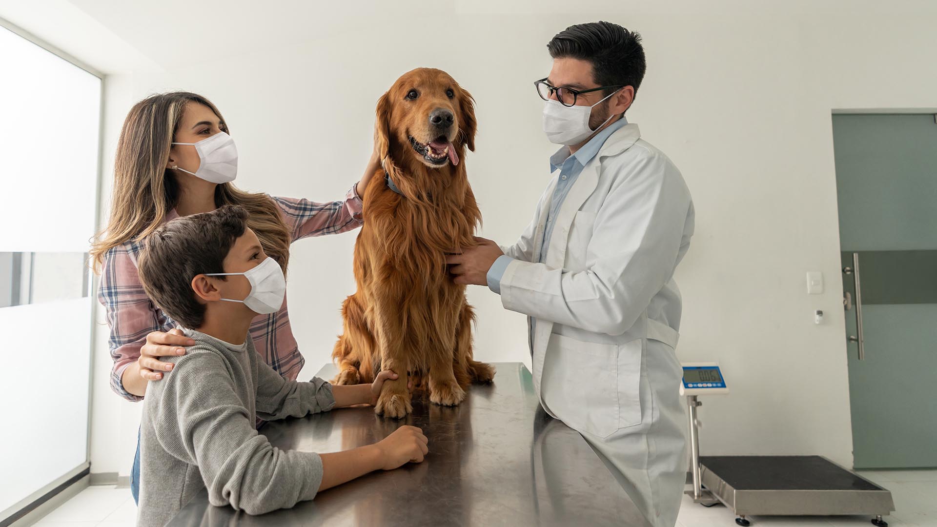 "Ante signos indicadores de falta de bienestar en el animal de compañía hay que consultar rápidamente al médico veterinario" (Getty) 