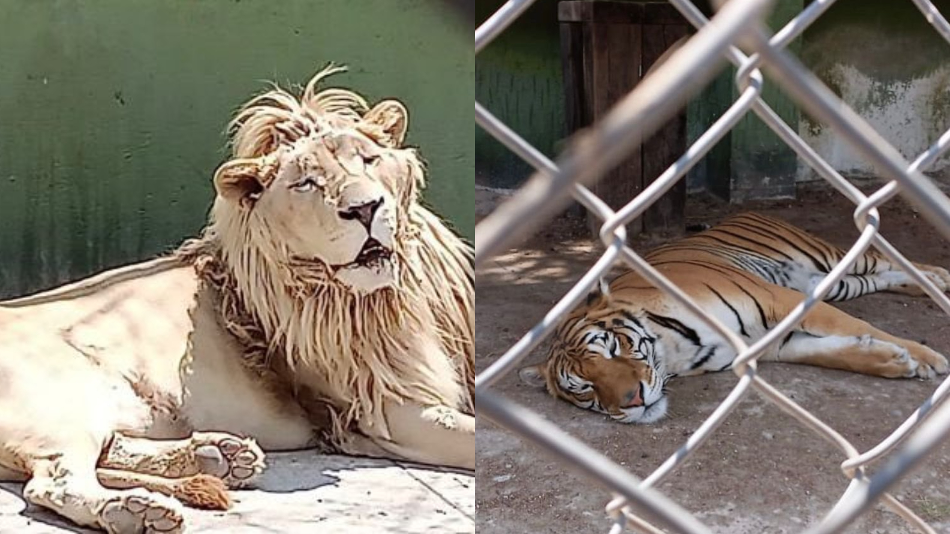 Cayeron huachicoleros en un predio con 25 animales exóticos como leones, un  tigre y un zorro - Infobae