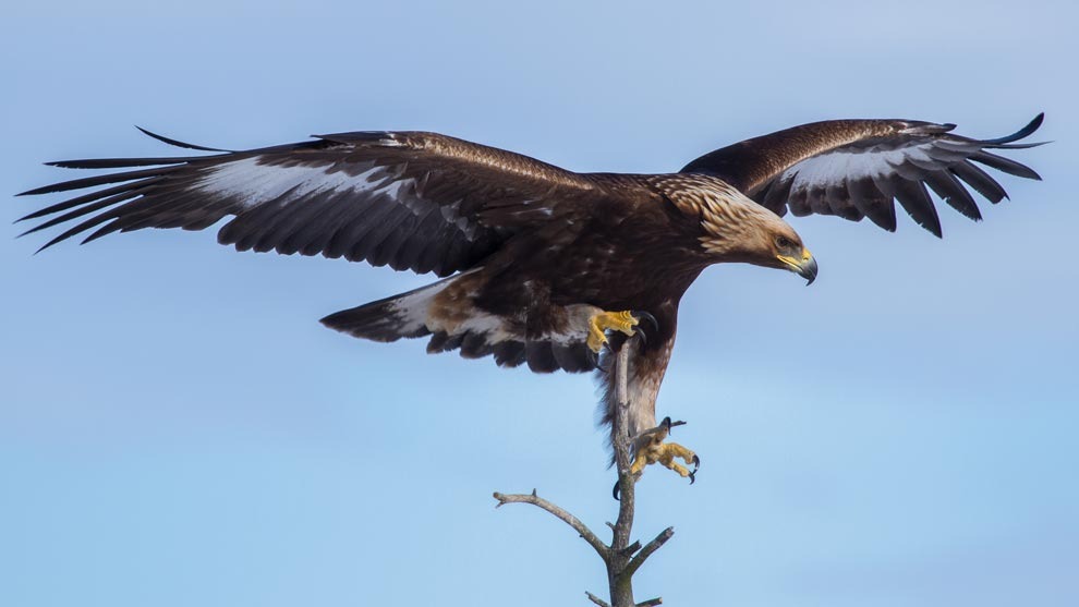 Se estima la existencia de 70 parejas y 200 nidos de águila real en todo el territorio mexicano. En 2014, se hablaba de 250 mil especímenes a nivel global.(Foto: UNAM)