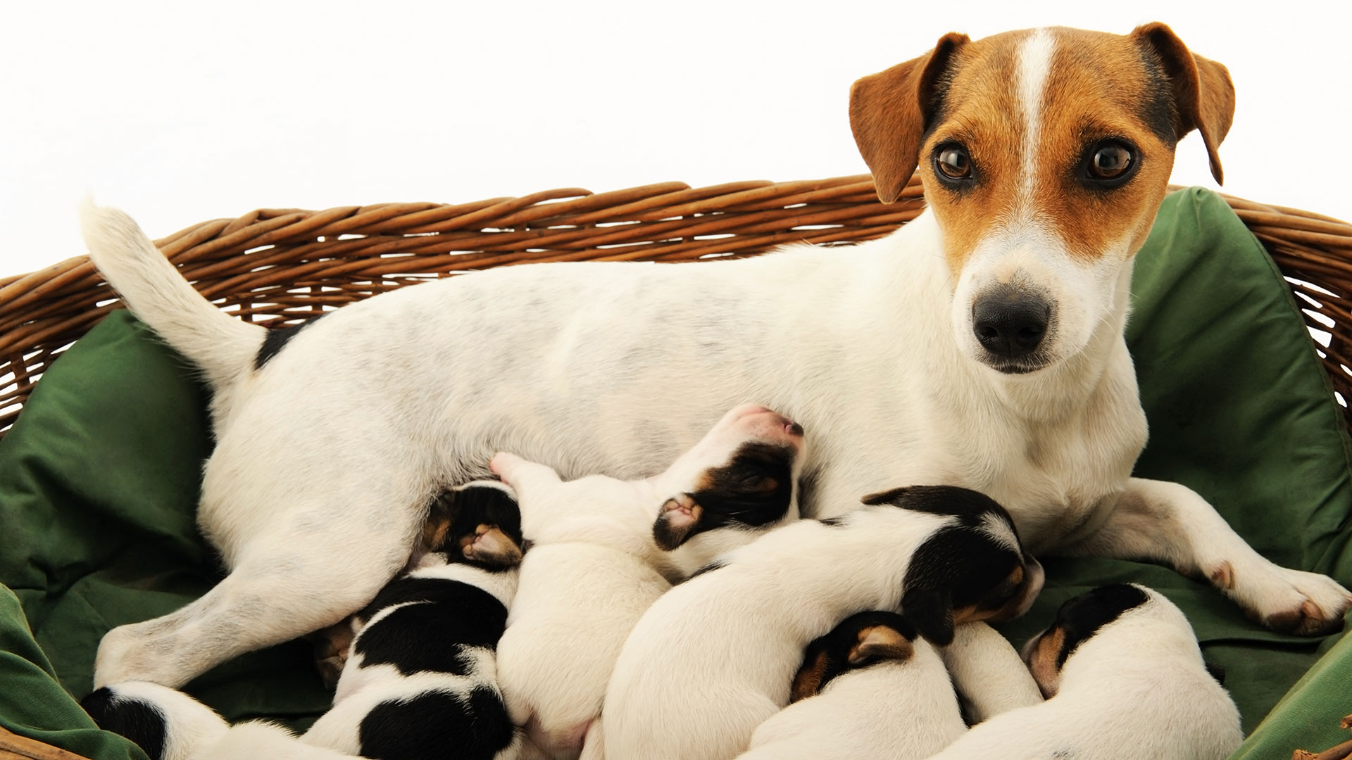 Los parásitos se pueden contagiar a los cachorros a través de su madre (Getty Images)