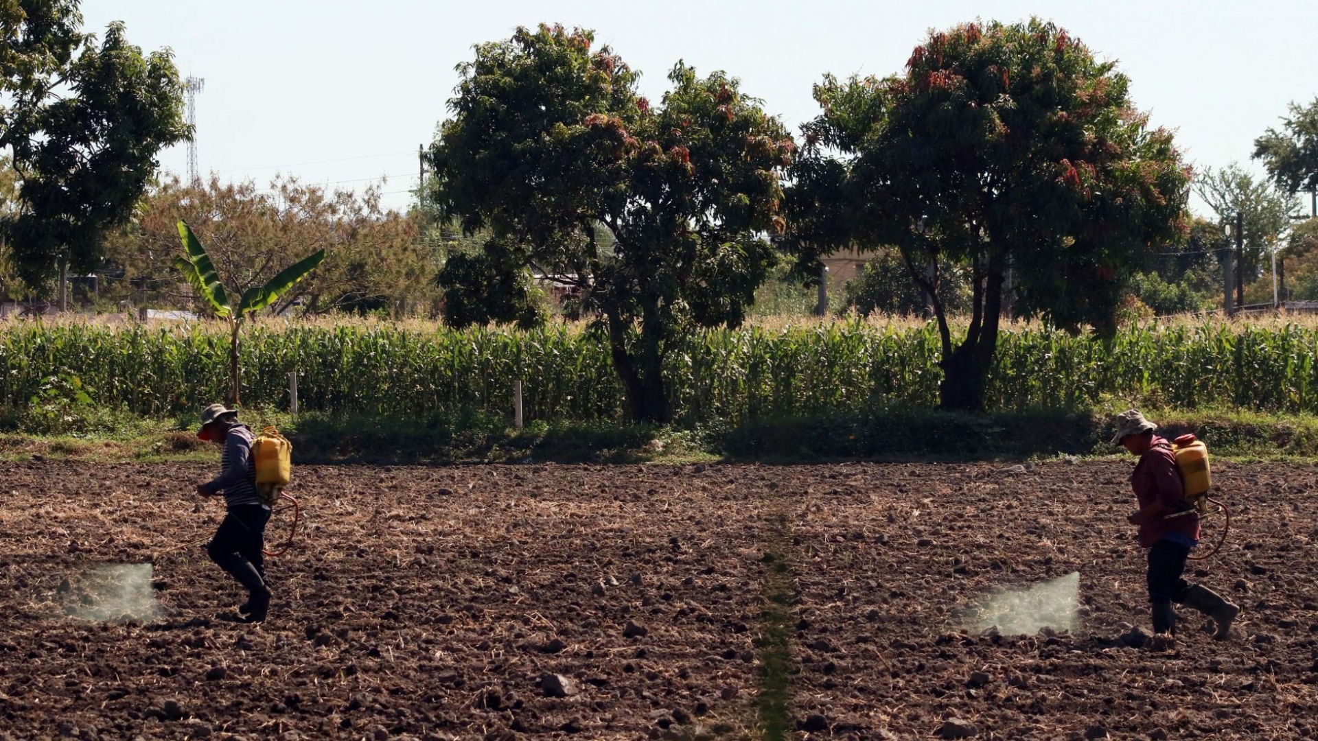 La Secretaría de Agricultura dio a conocer que se pondrá en marcha un proyecto piloto para impulsar los pequeños y medianos agricultores en México y sus exportaciones al mercado estadounidense (Foto: Cuartoscuro)