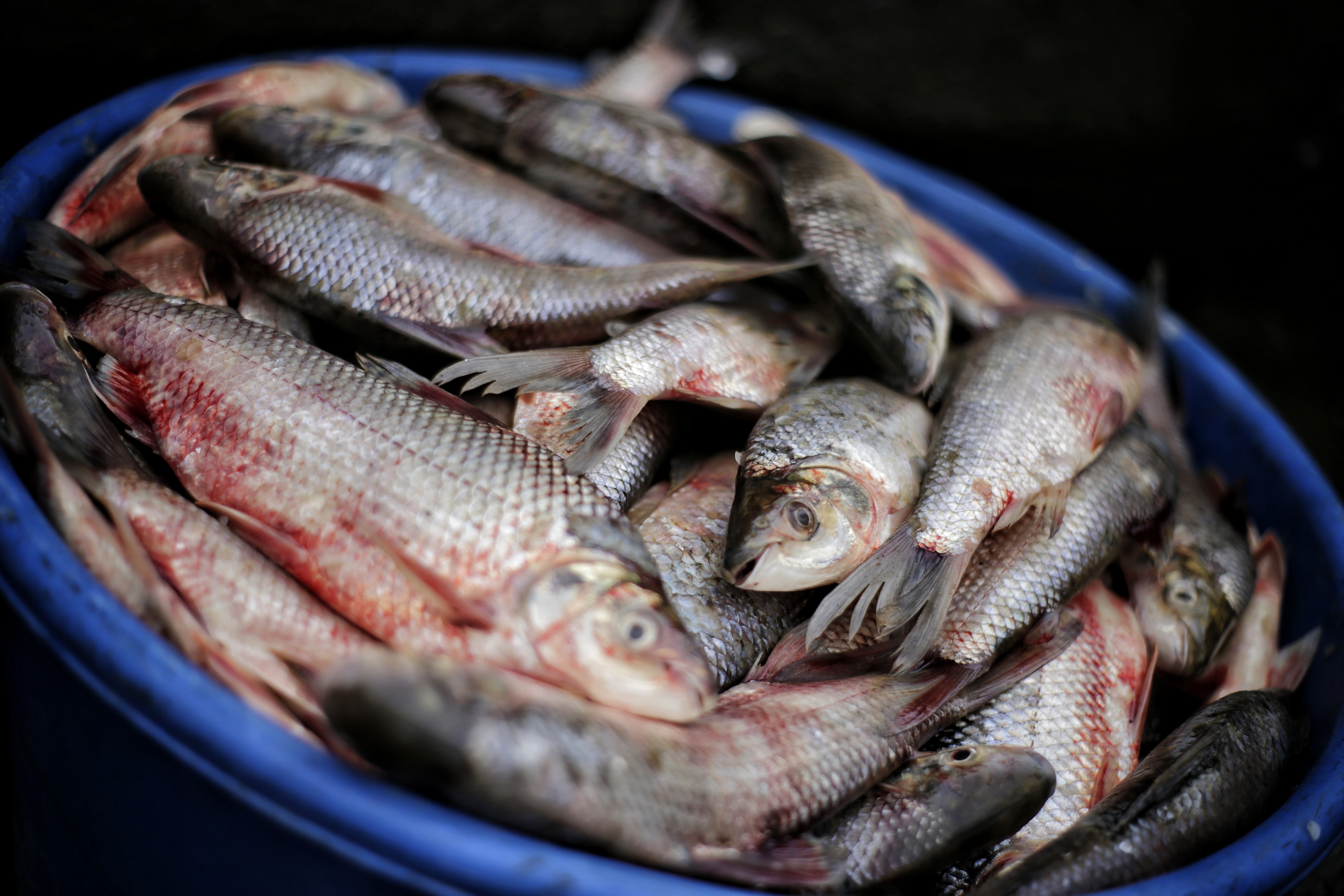Una de las razones por las cuales los niños presentan trazas de mercurio es por su dieta basada en pescado.