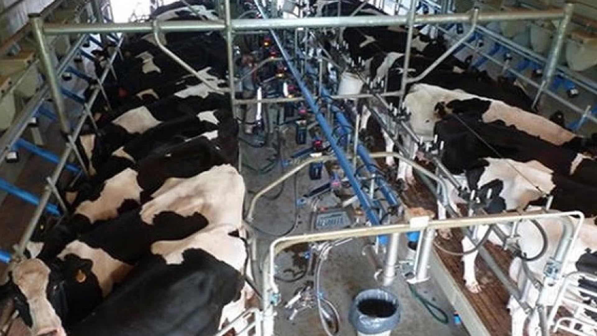 La lechería en crisis: tamberos aseguran que hace 13 meses producen a quebranto y piden una reunión con el Gobierno