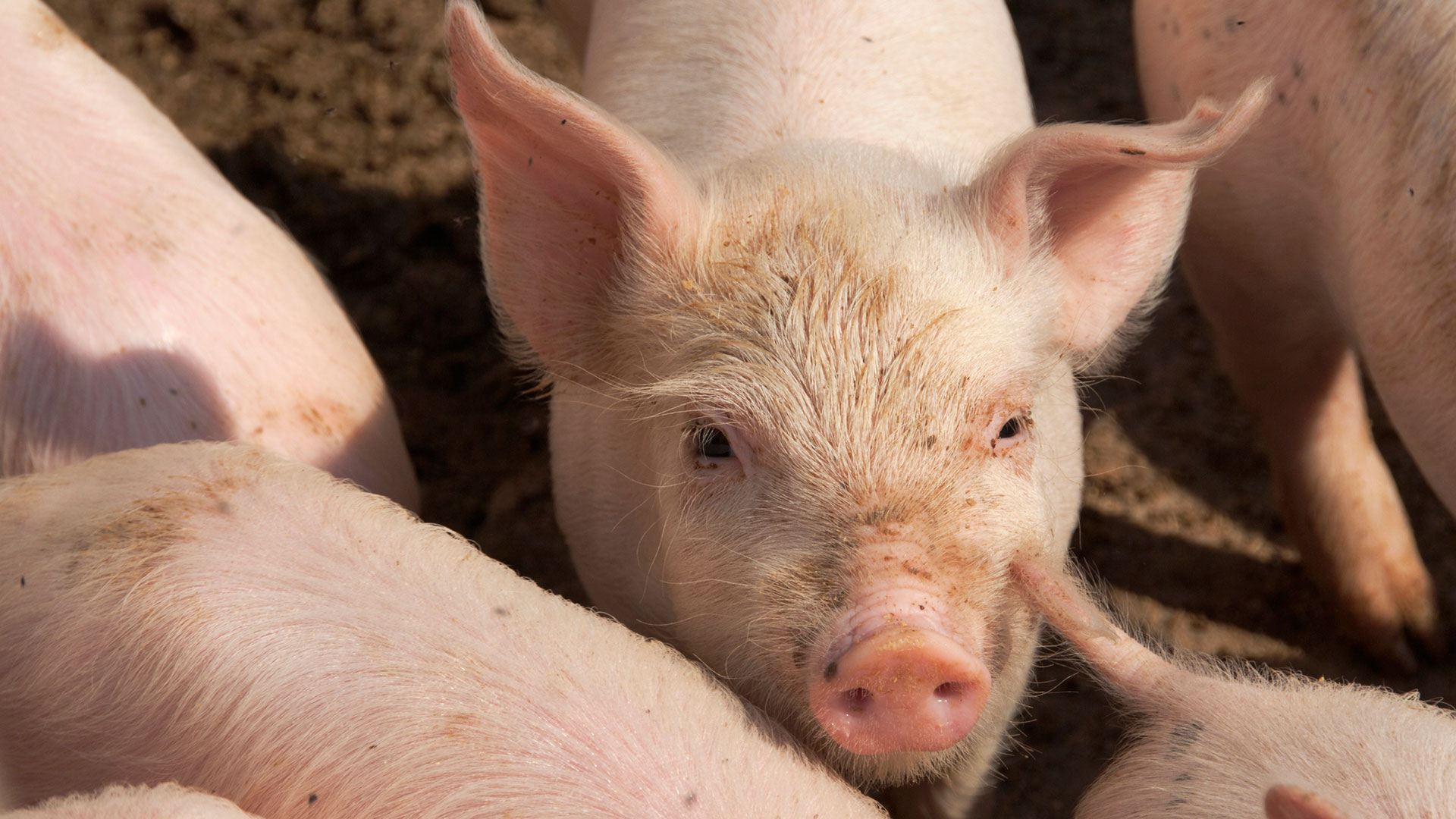 En Alemania se infectaron cerdos con el virus de la gripe aviar H5N1. Incluso cuando se utilizaron dosis elevadas, el virus apenas se replicó en los animales
