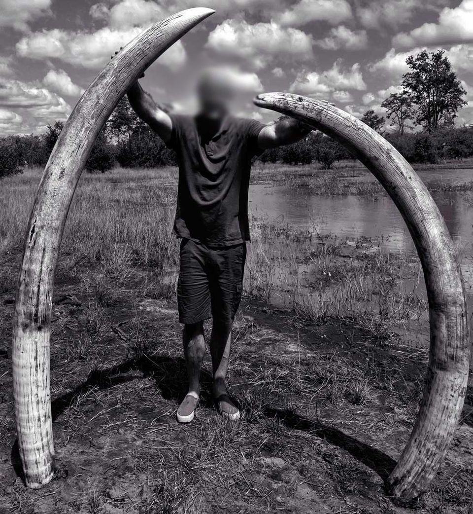 Leon Kachelhoffer se fotografió junto con los colmillos del elefante en una imagen que ha causado polémica e indignación.