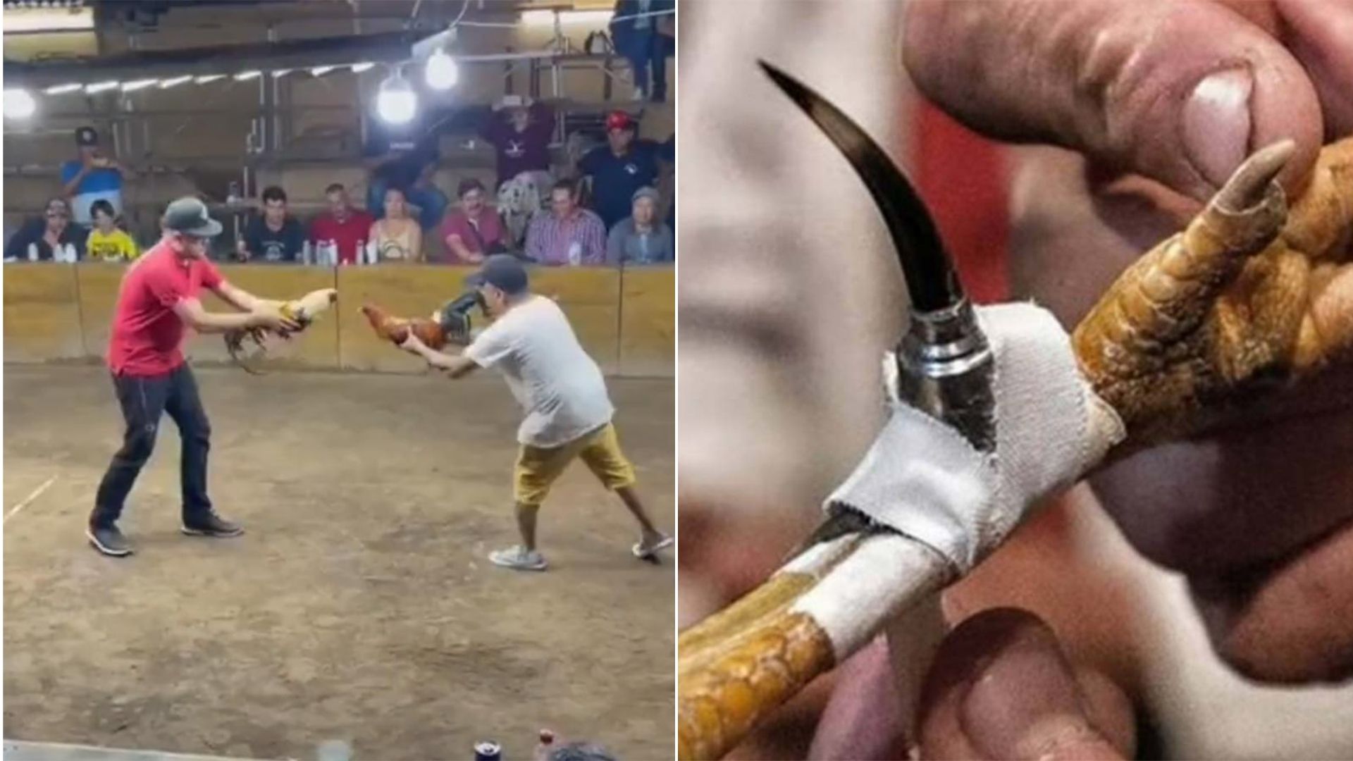 En México, un gallo de pelea atacó a su entrenador.