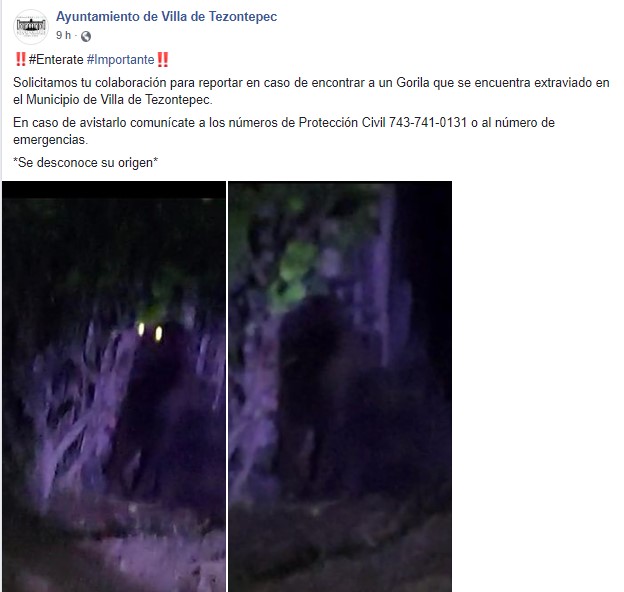 Un gorila se perdió en Hidalgo (Especial)