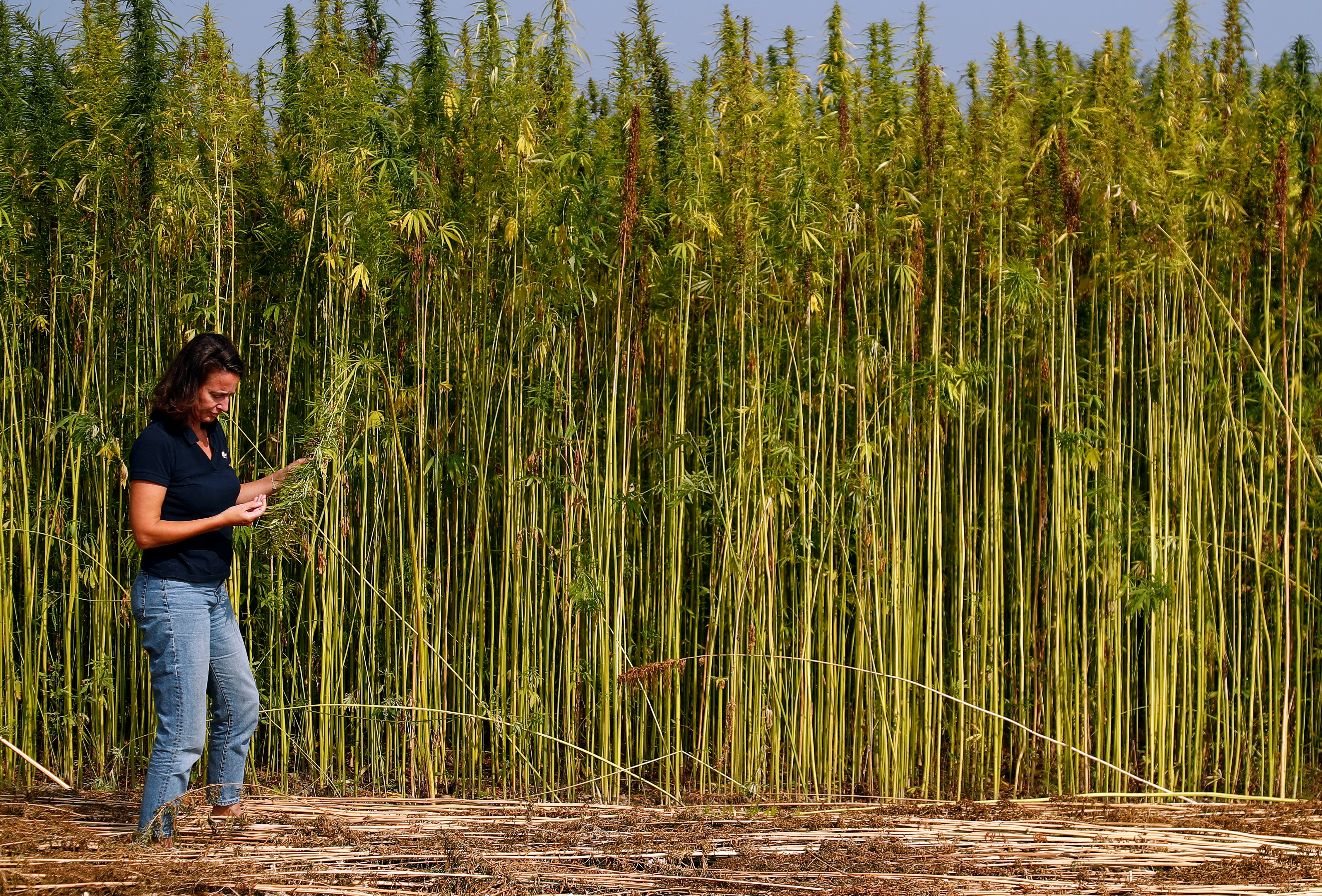 Un cultivo de cannabis para uso industrial en Bélgica, donde ya es legal (REUTERS/Francois Lenoir)