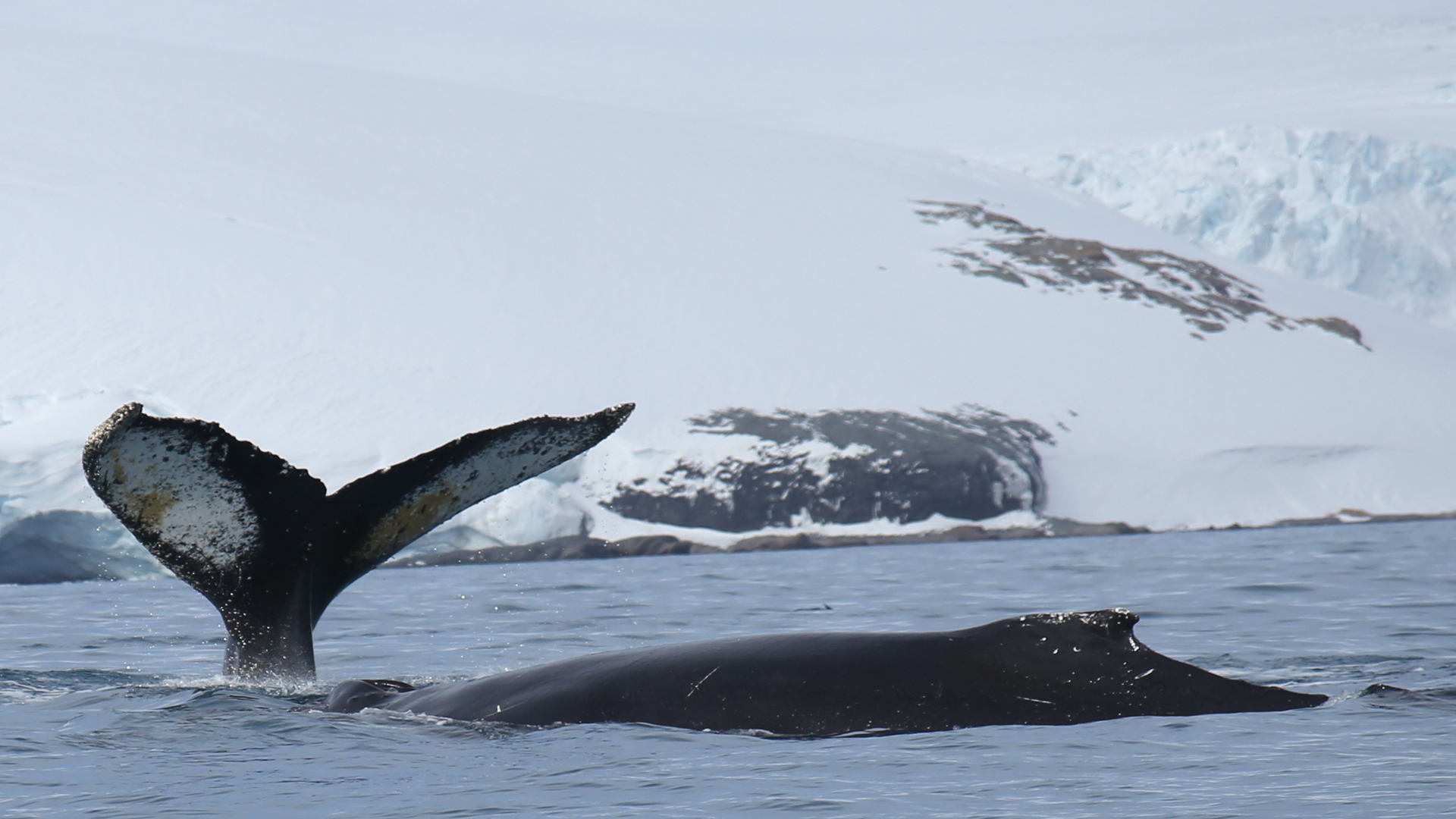 Los objetivos iniciales consistieron en mantener la paz y promover la cooperación. A medida que se consolidaron estas expectativas el sistema de normas para gobernar el continente incorporó acuerdos destinados a conservar y administar el medio ambiente (Archivo DEF)