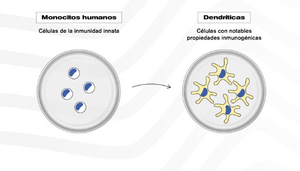 A partir de monocitos humanos, especialistas del CONICET desarrollaron células dendríticas con una muy alta capacidad para activar la respuesta inmune. Créditos: Diseño CONICET