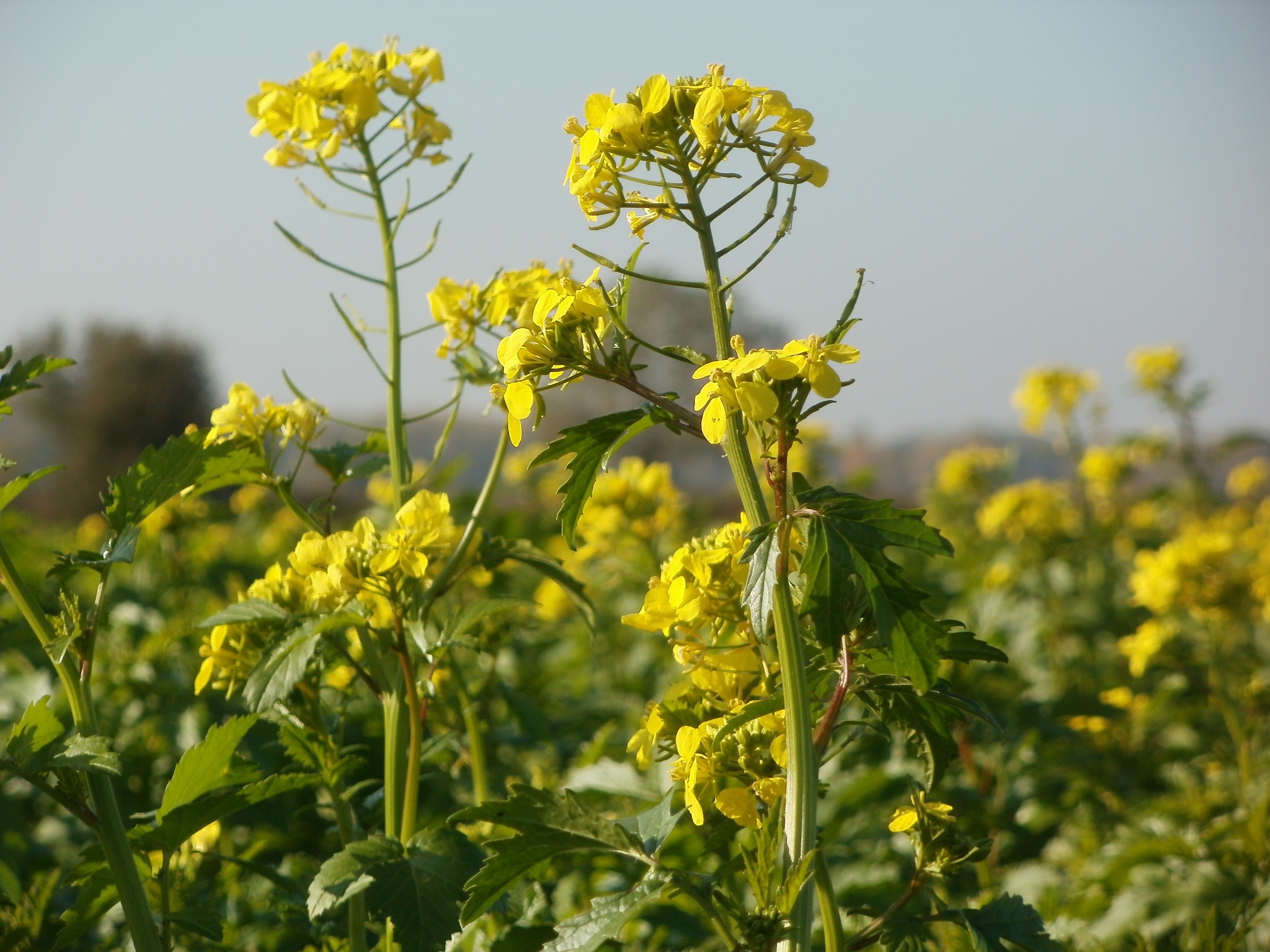 The Nordic diet favors oil made from canola (UGR discloses)