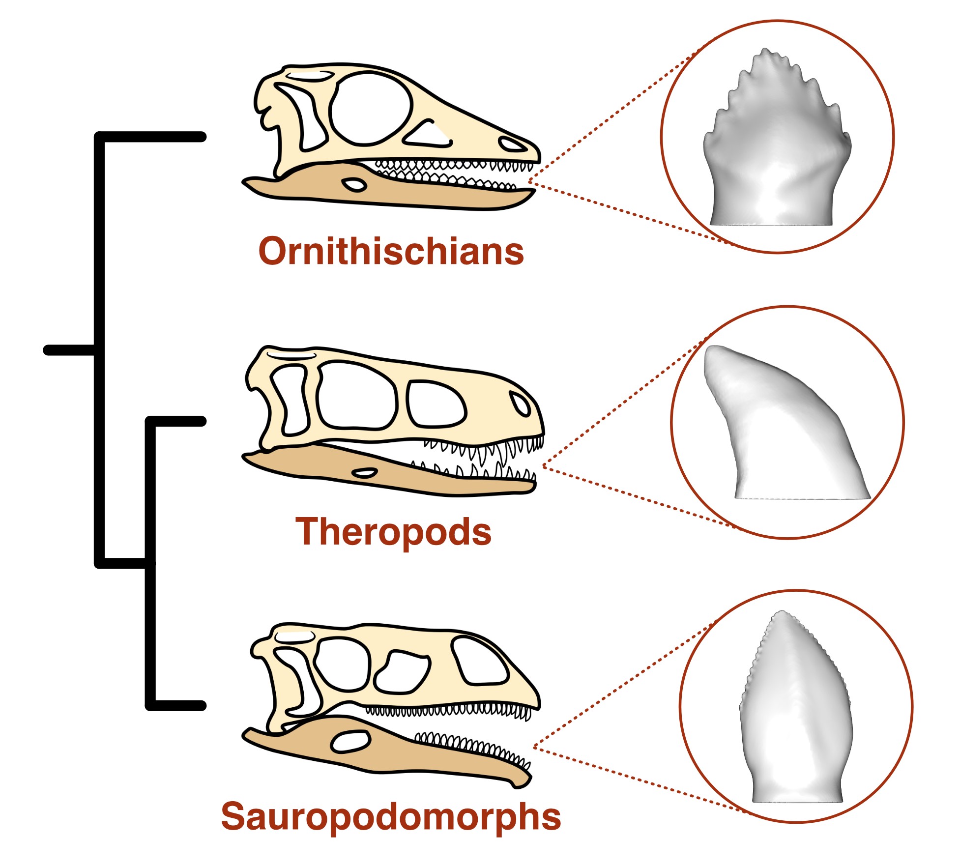 Los tres principales linajes de dinosaurios y sus formas dentales típicas (Antonio Ballell)