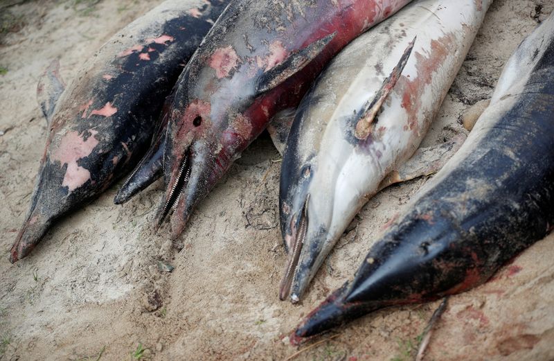 Foto de archivo ilustrativa de delfines hallados muertos. REUTERS/Stephane Mahe