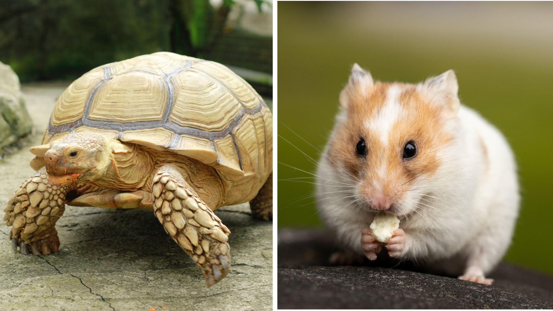 Los hamster y las tortugas encabezan el ránking de los olvidos más bizarros que registró la empresa