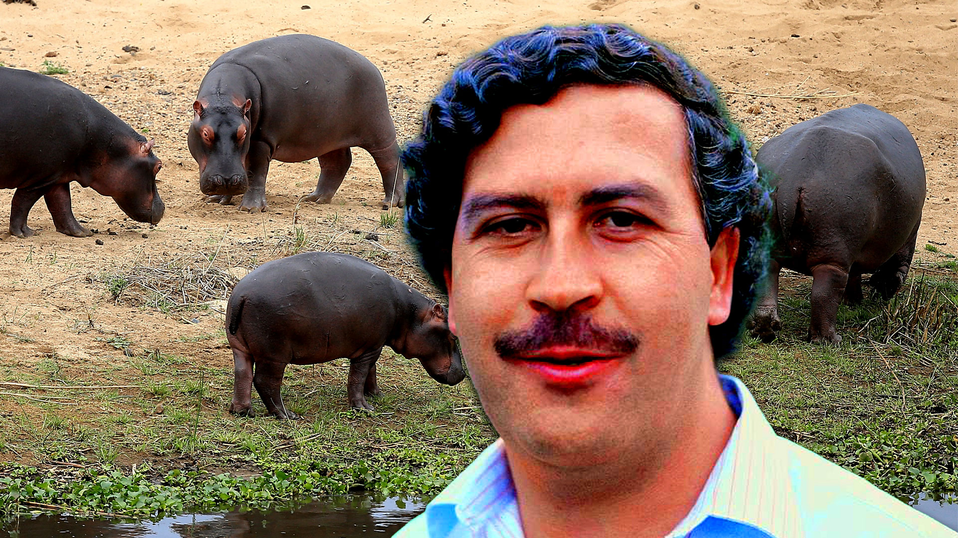Pablo escobar ﻿hipopótamos en Colombia 1920