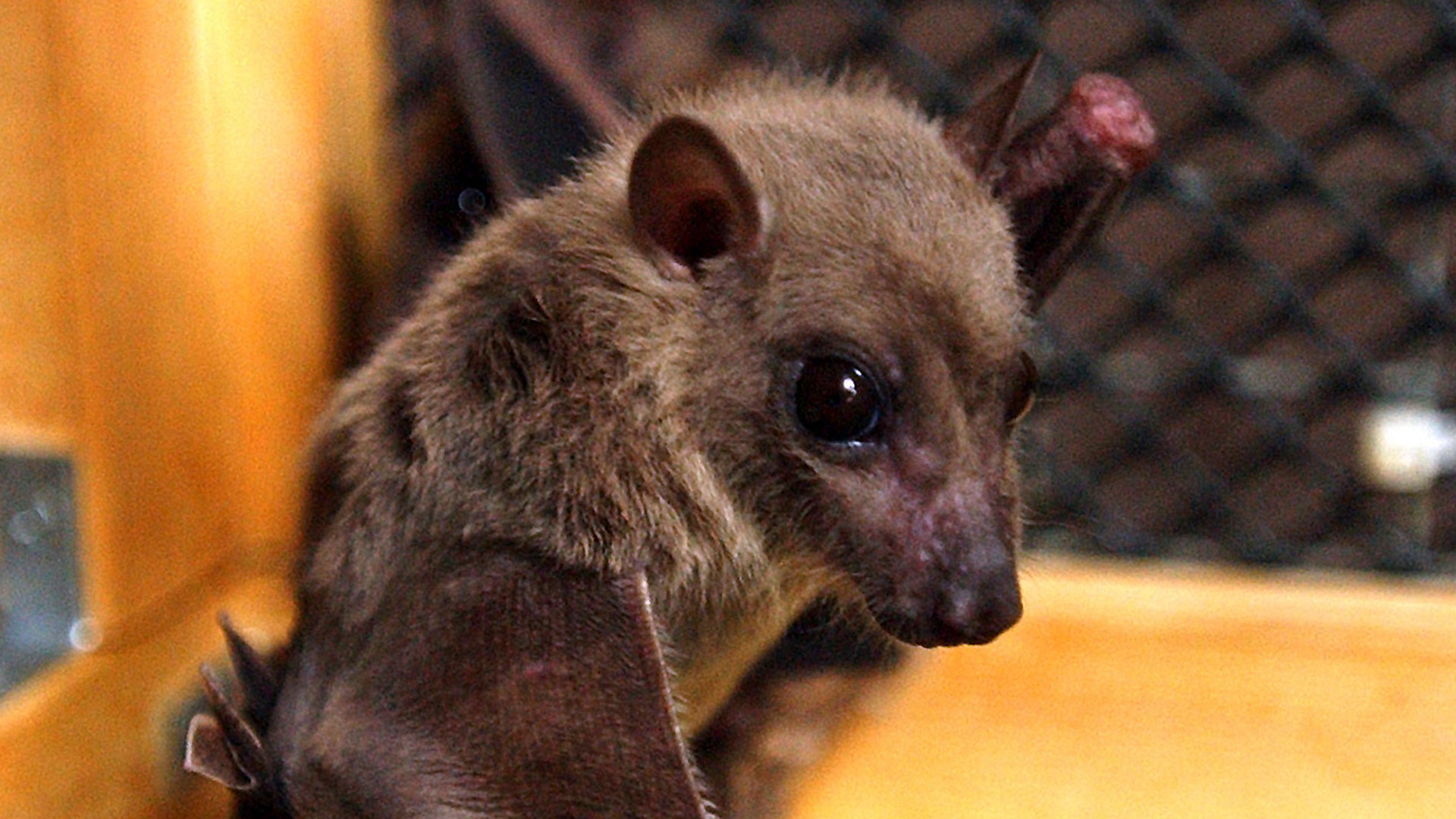 Se considera que los huéspedes naturales del virus de Marburgo son los murciélagos de la fruta Rousettus aegyptiacus, que luego lo transmiten a las personas. También hay transmisión entre personas/Archivo

