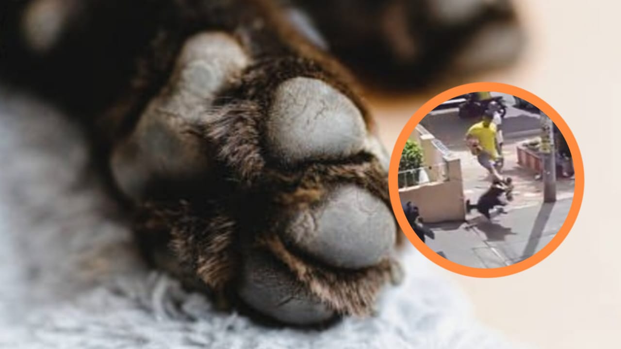 Se pronunció sujeto que agredió a un perro en Bucaramanga: “No supe manejar  la ira” - Infobae, image size:1280x719