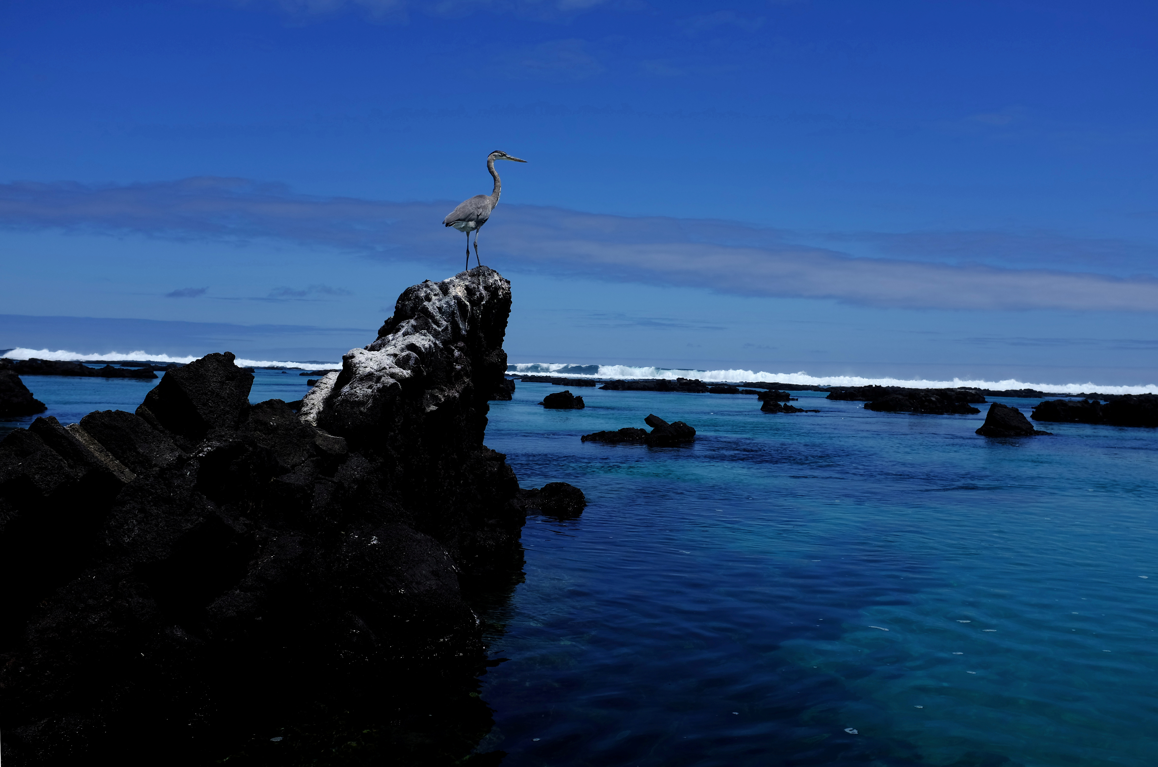 Gran garza azul se posa sobre una roca en la isla Isabela en el Parque Nacional Galápagos. (REUTERS/Nacho Doce/File Photo)
