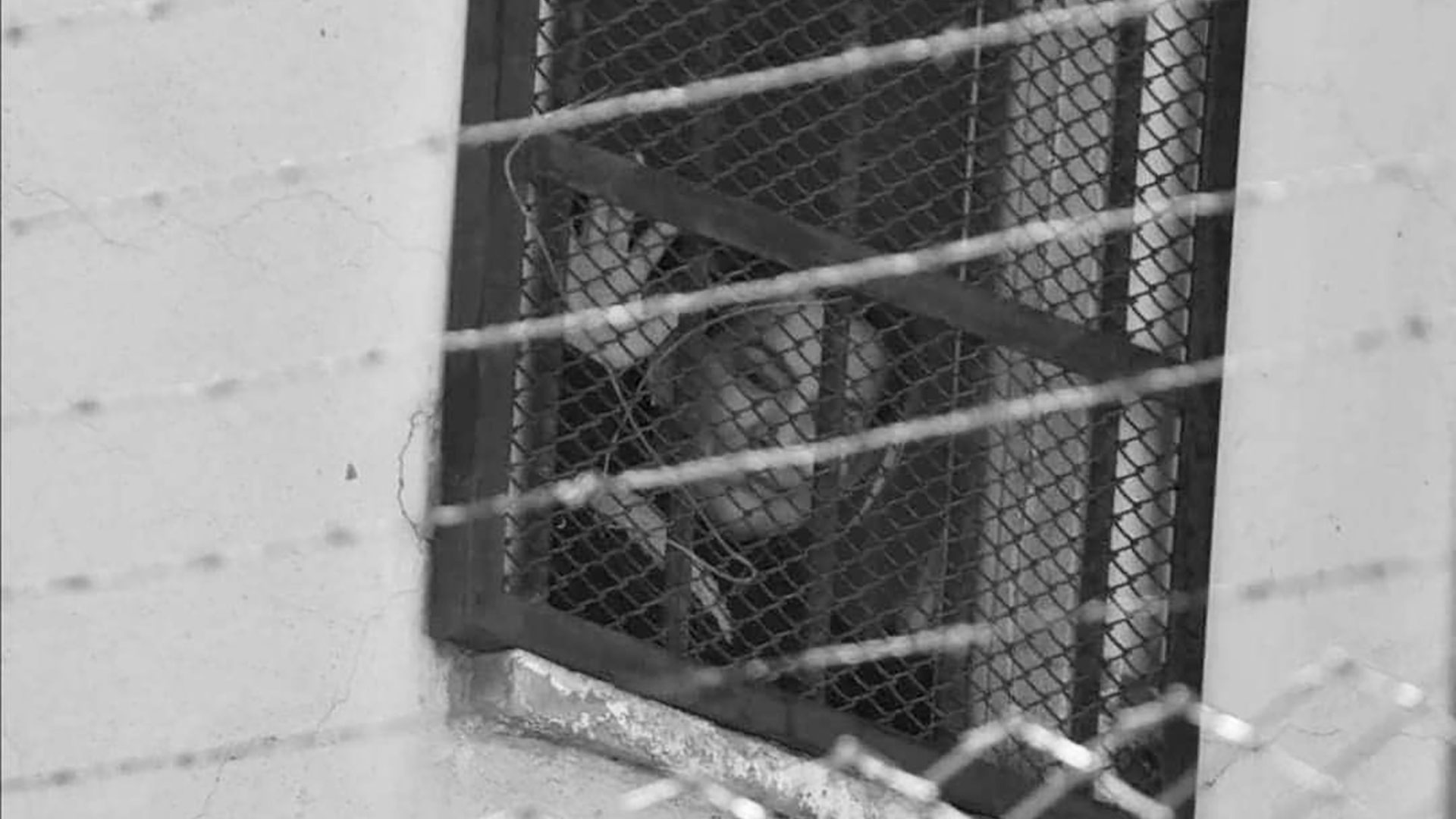 Jeanine Áñez en prisión 