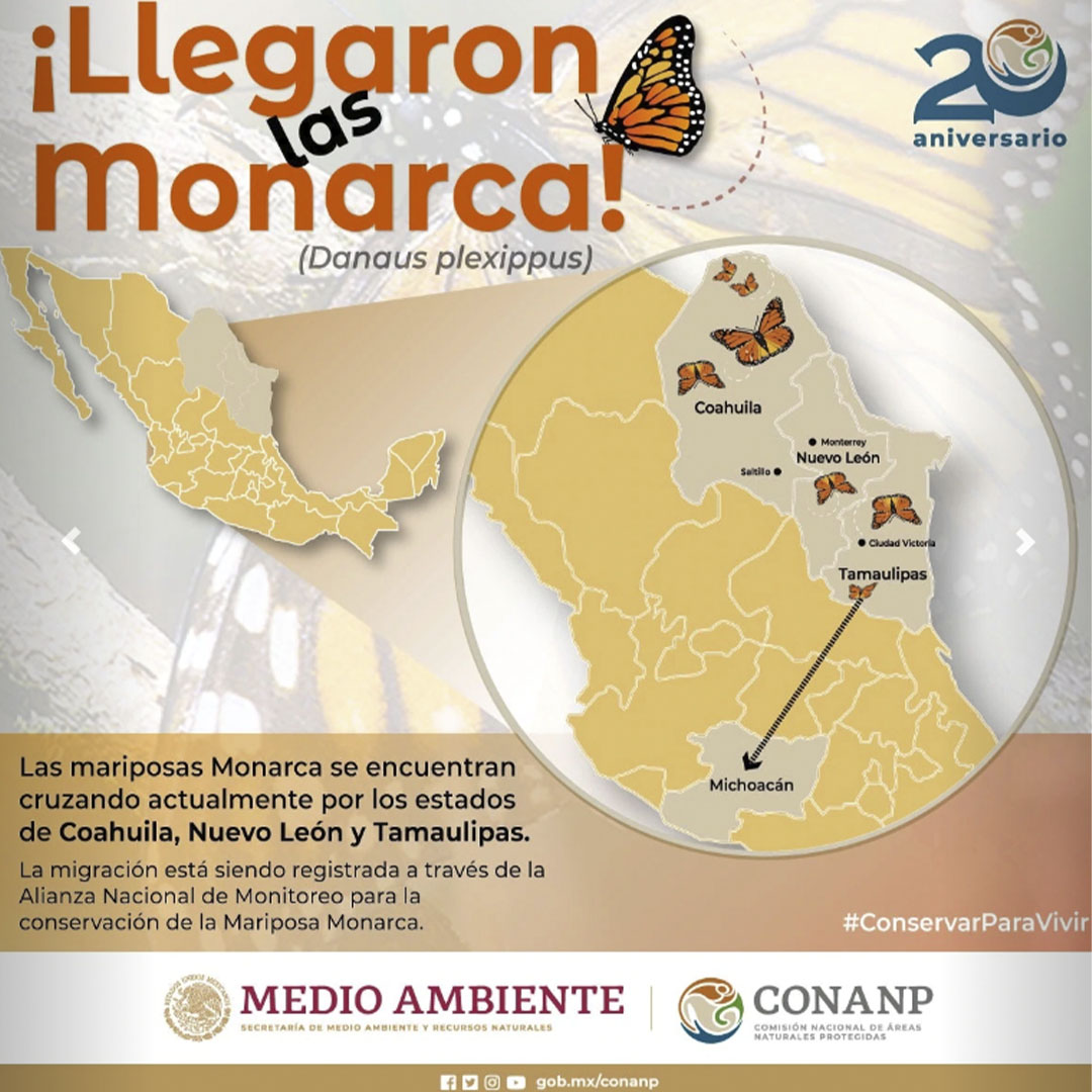 México Registra La Llegada De Las Primeras Mariposas Monarca Al Territorio Infobae