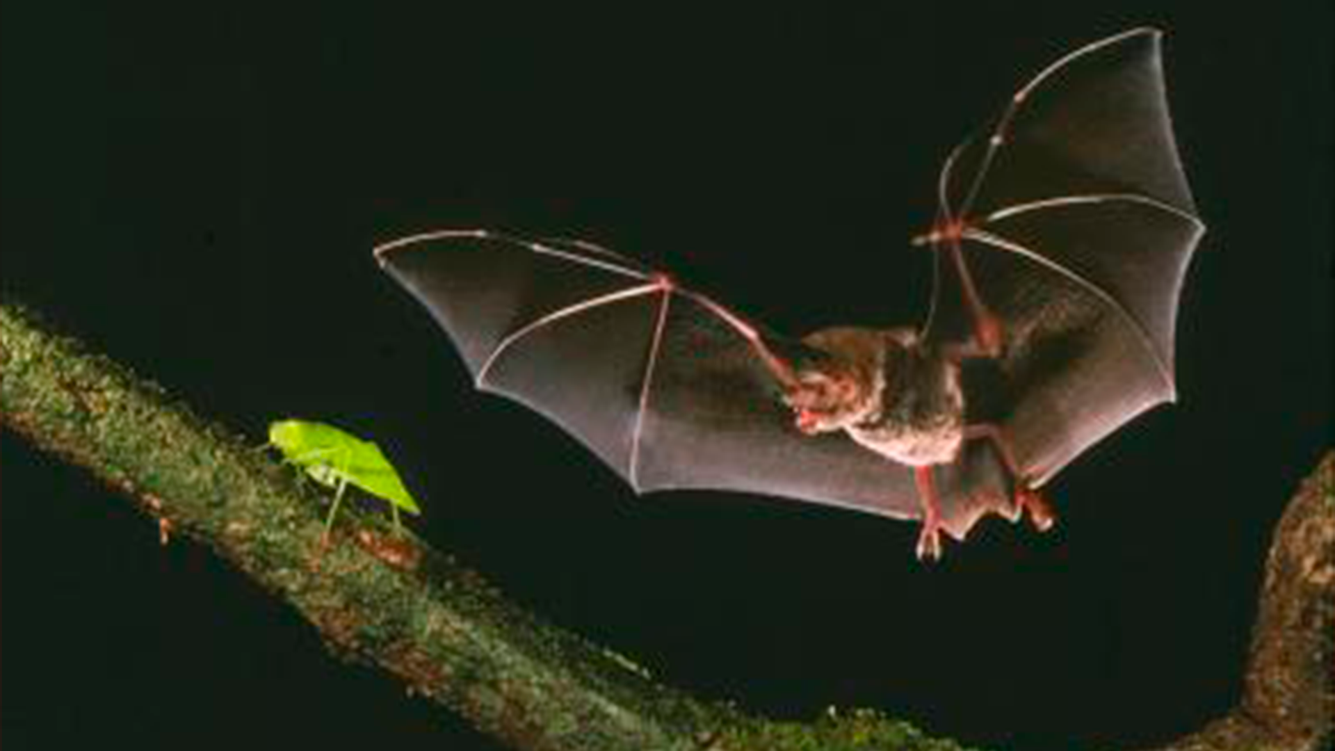 Fin de semana con tiempo cambiante en CABA: un sábado primaveral y pronóstico de lluvias para el domingo