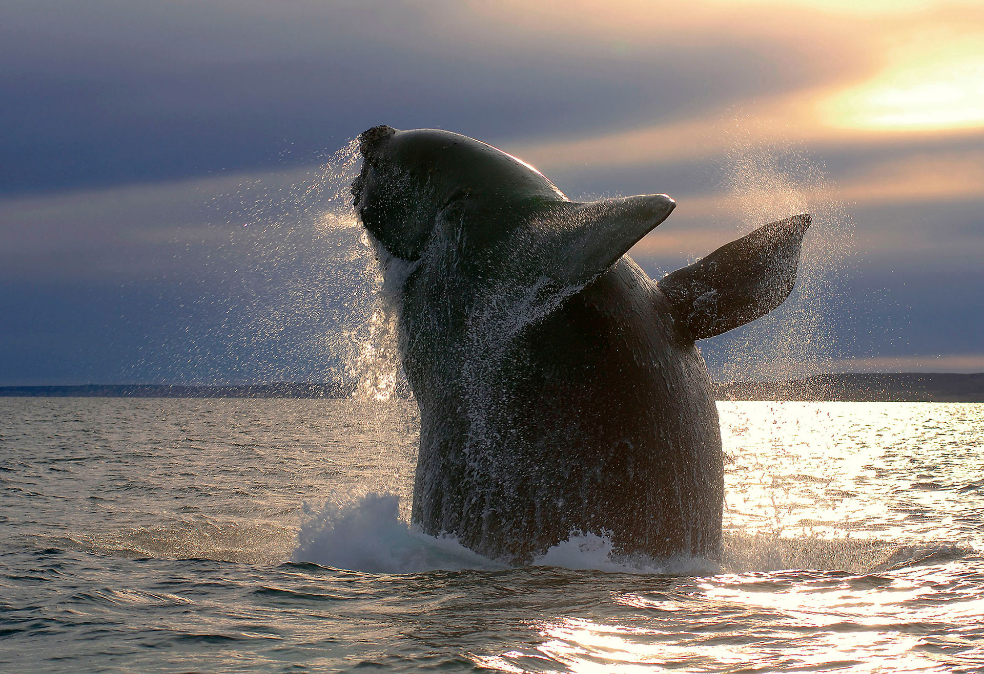 La ballena franca, una de las especies emblemáticas del sur argentino