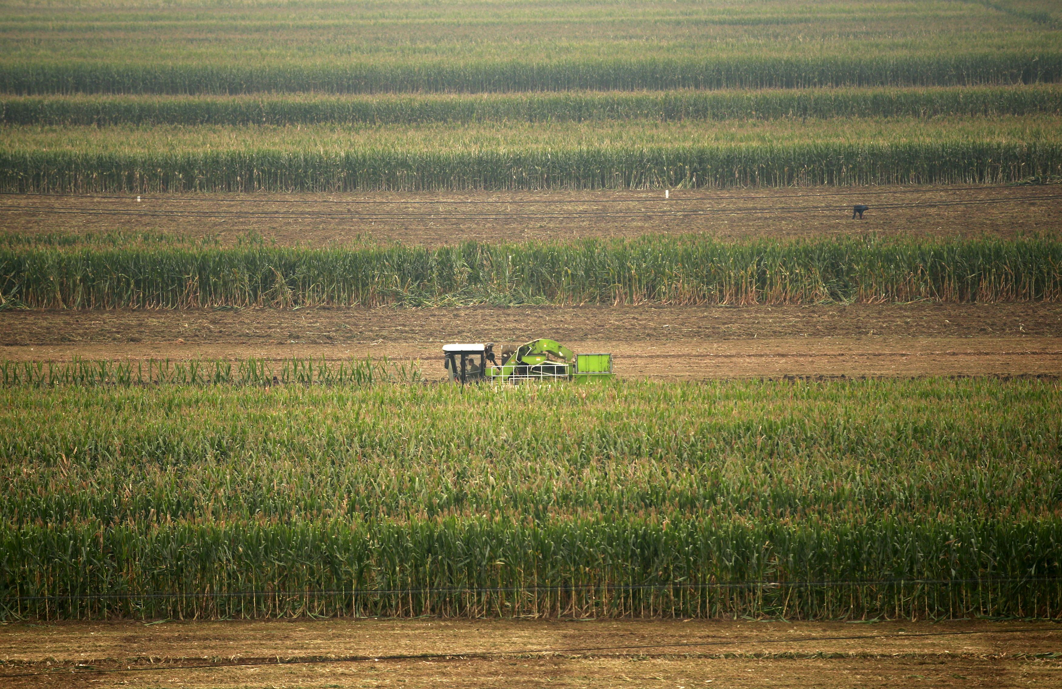 Una cosechadora de maíz en China (REUTERS/Kim Kyung-Hoon)