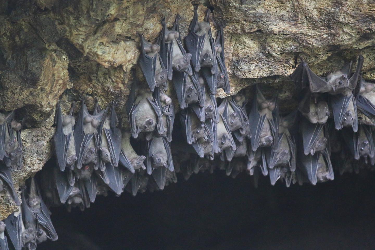 Los huéspedes naturales del virus de Marburgo son los murciélagos de la fruta Rousettus aegyptiacus (Dr. Jonathan Towner, CDC/EE.UU)