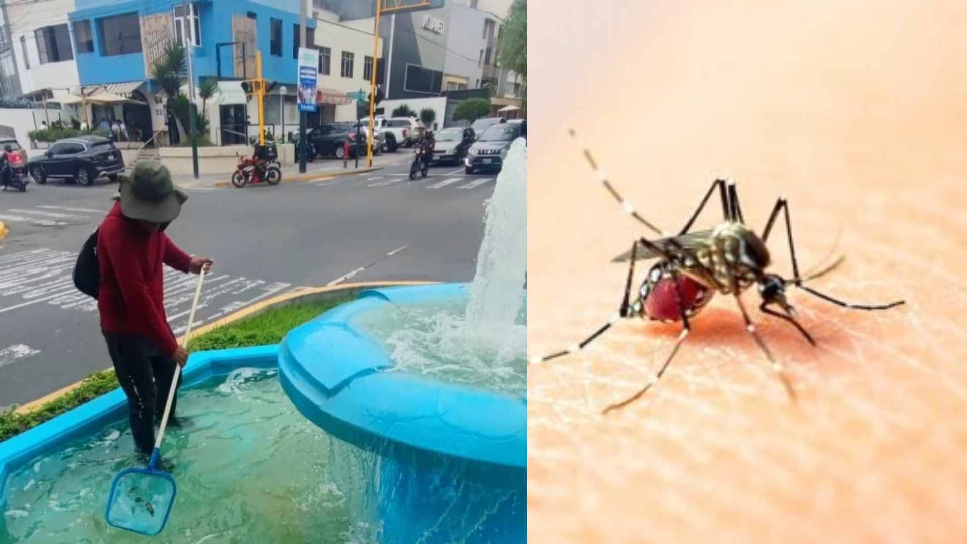 Declaran emergencia sanitaria en Surco por aumento de casos de dengue