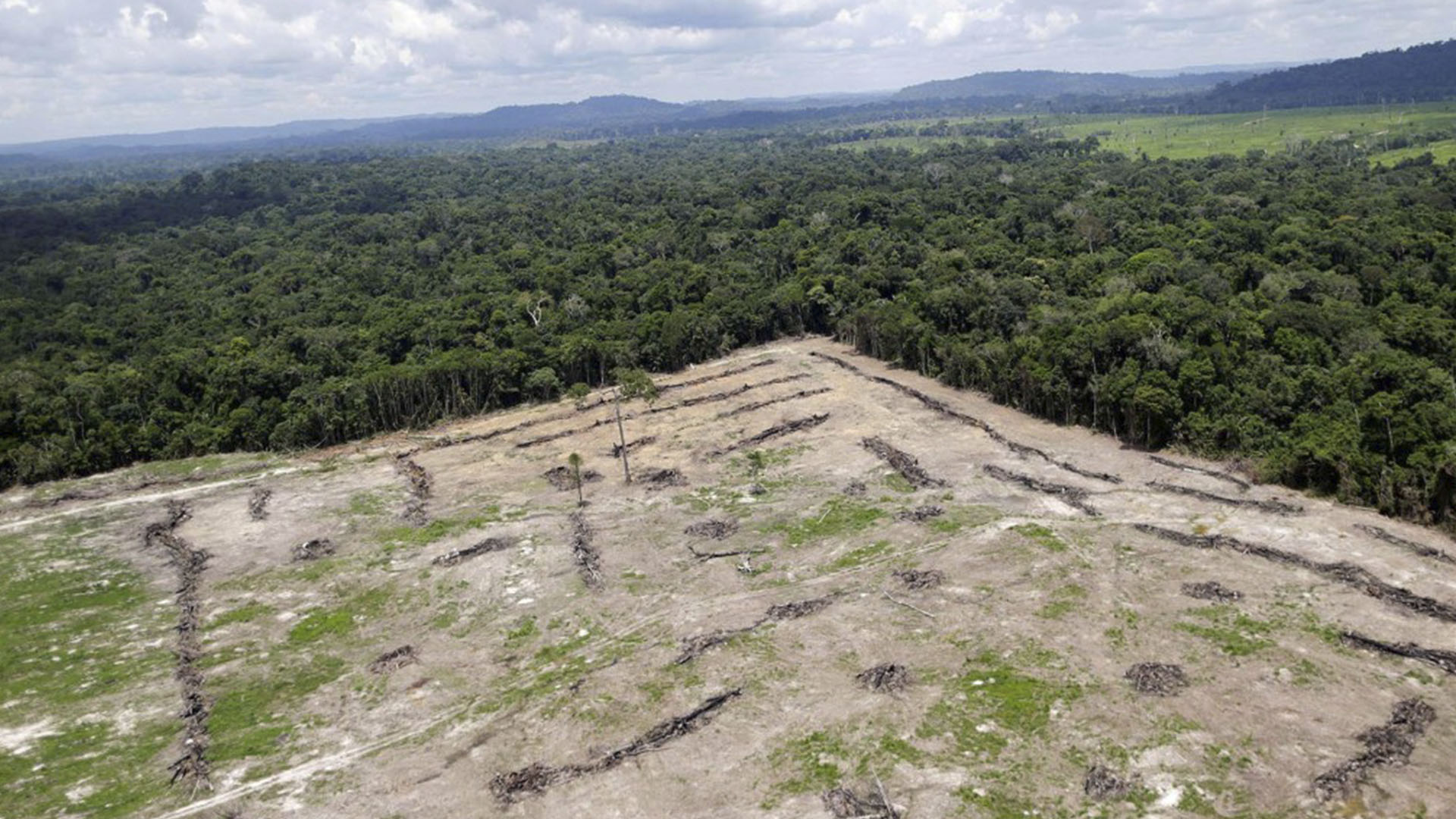 El la Amazonía colombiana la deforestación creció un 44% entre 2015 y 2016, pasando de 56.952 a 70.074 hectáreas.