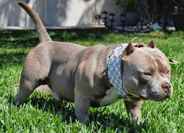 Imputaron a un hombre por crueldad animal en R&iacute;o Negro: mat&oacute; la perra de su vecina de un golpe en la cabeza