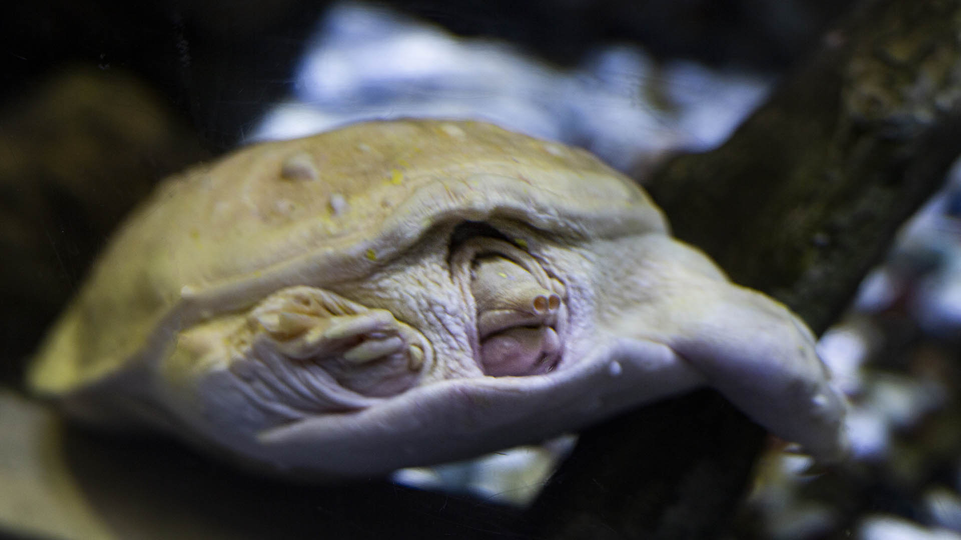 La Apalone ferox es una tortuga acuática de agua dulce nativa del suroeste de los Estados Unidos (Getty Images)