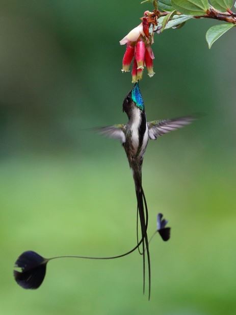 Colibrí maravilloso. (Foto: Captura)