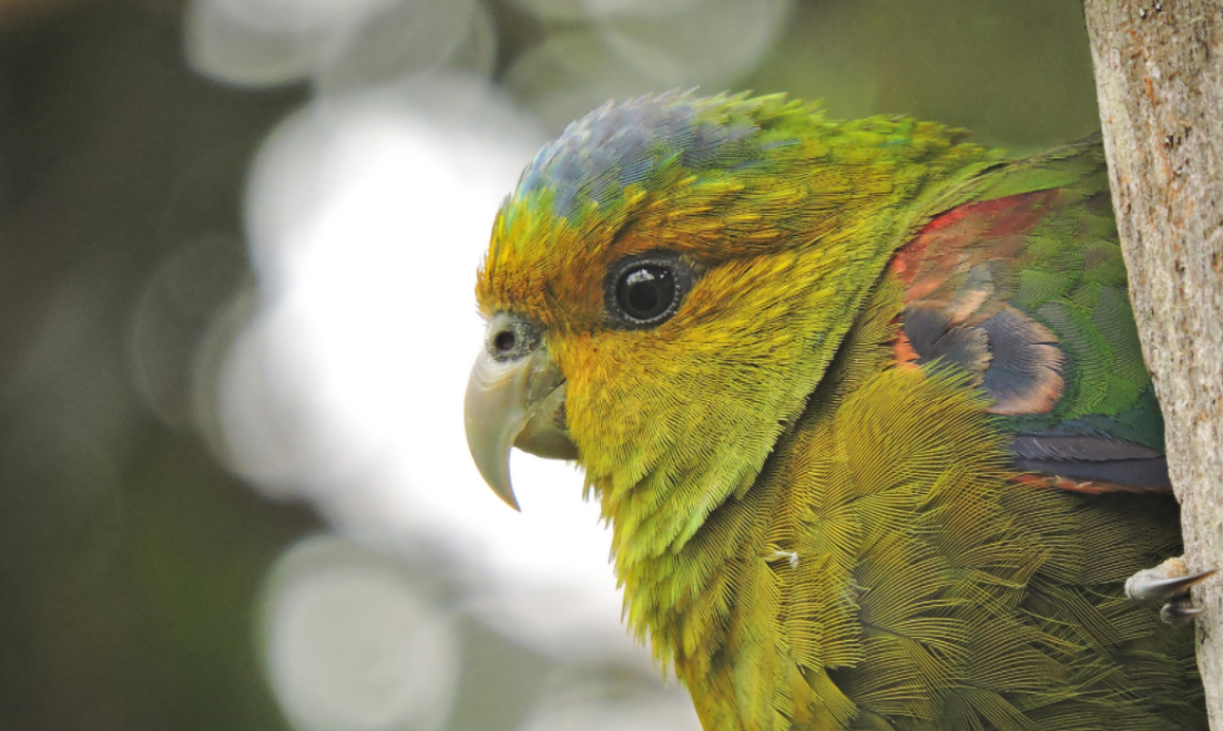 Día Mundial del Loro: este es el ave más exótica y amenazada en Colombia