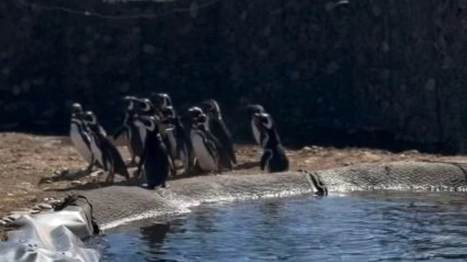 M&aacute;s de 40 ping&uuml;inos que viv&iacute;an en el Aquarium de Mar del Plata fueron liberados en una reserva de R&iacute;o Negro