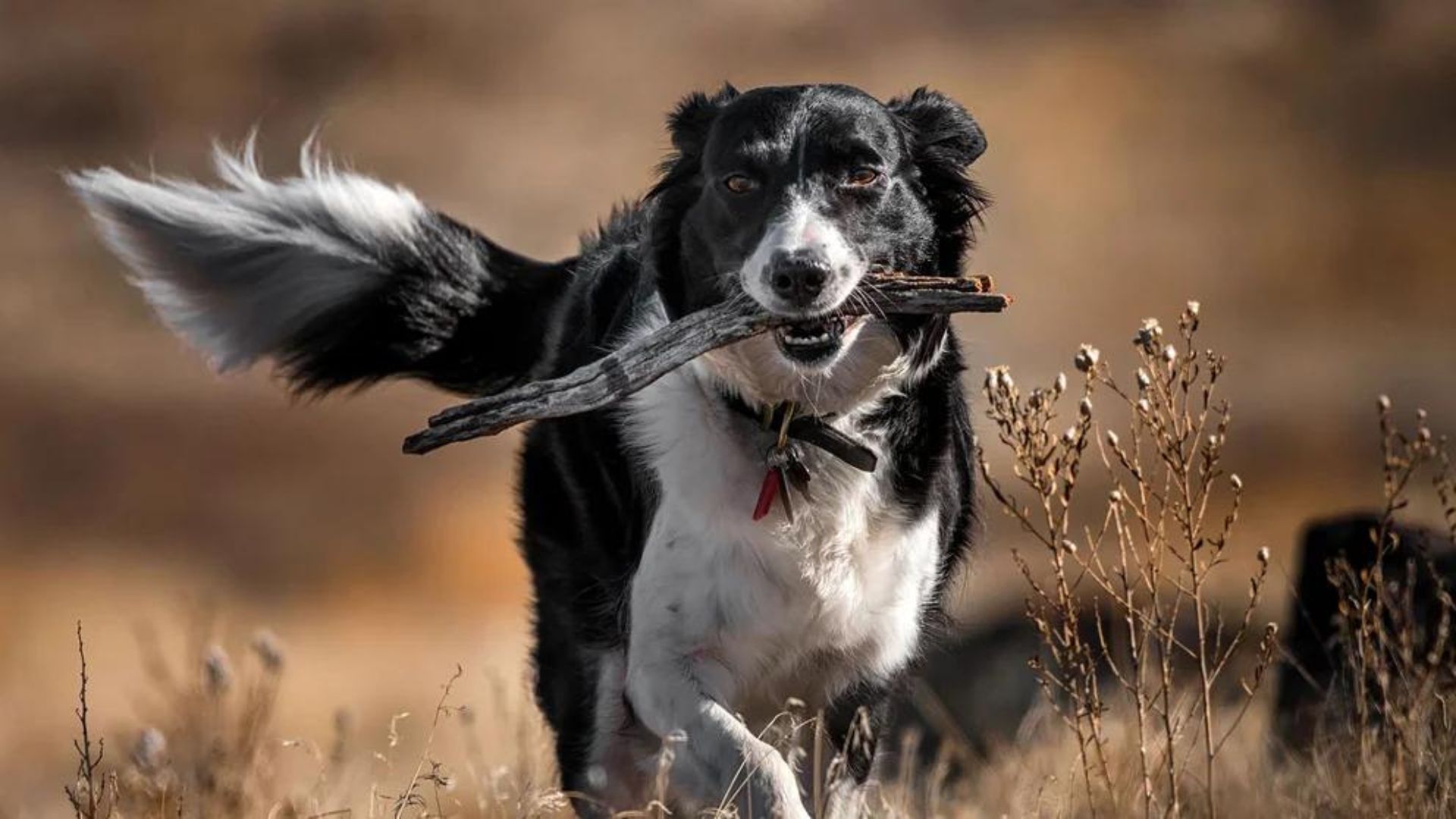 Los momentos de juego y de dispersión son esenciales para una vida sin estrés en el perro (Getty)