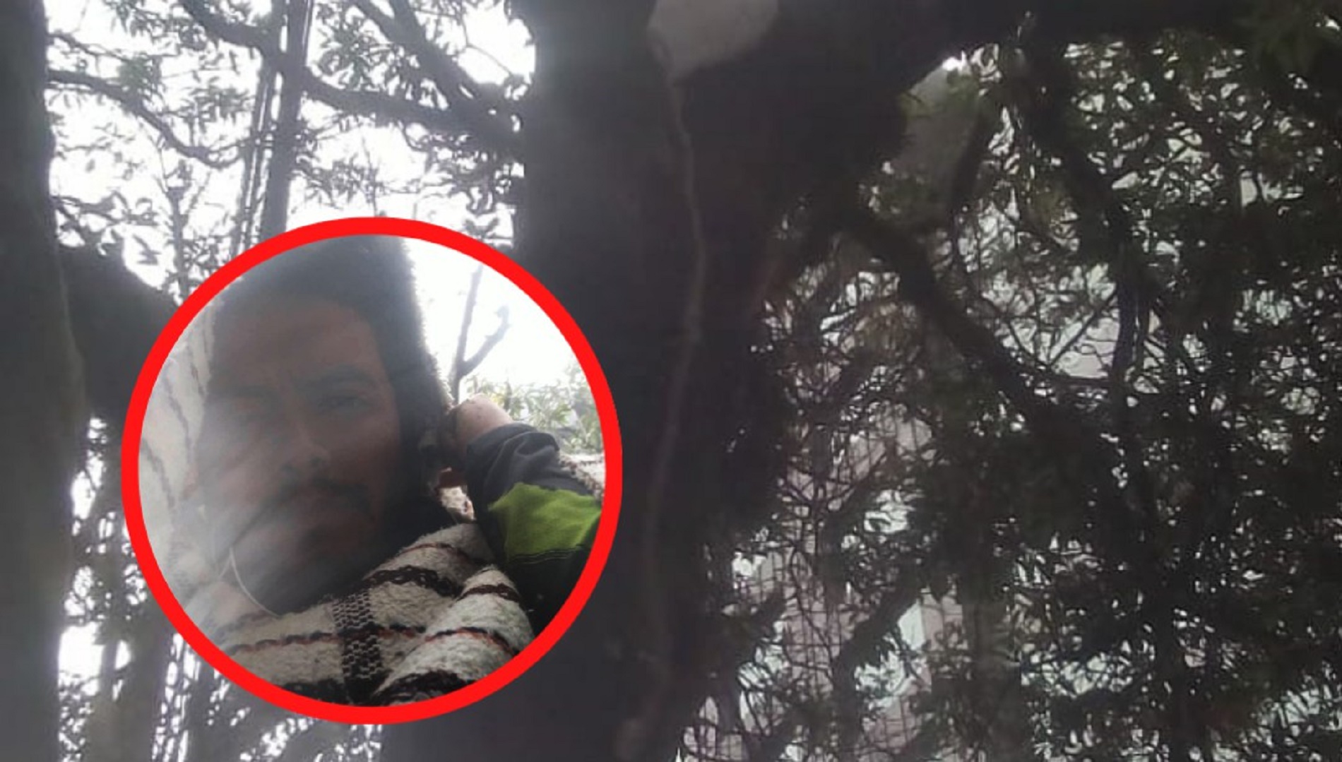Activista completó 80 horas trepado en un árbol para protestar por licencia ambiental en Santander.
