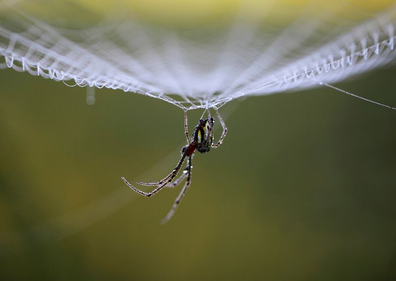 During solar cycles, spiders begin to destroy their webs, believing that night has arrived due to the absence of light (REUTERS/Navesh Chitrakar/File)