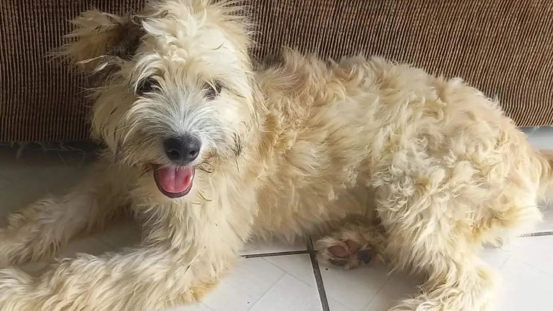 El Extraño Caso De Melzinha La Cachorra Atrapada En Un Sofá Infobae