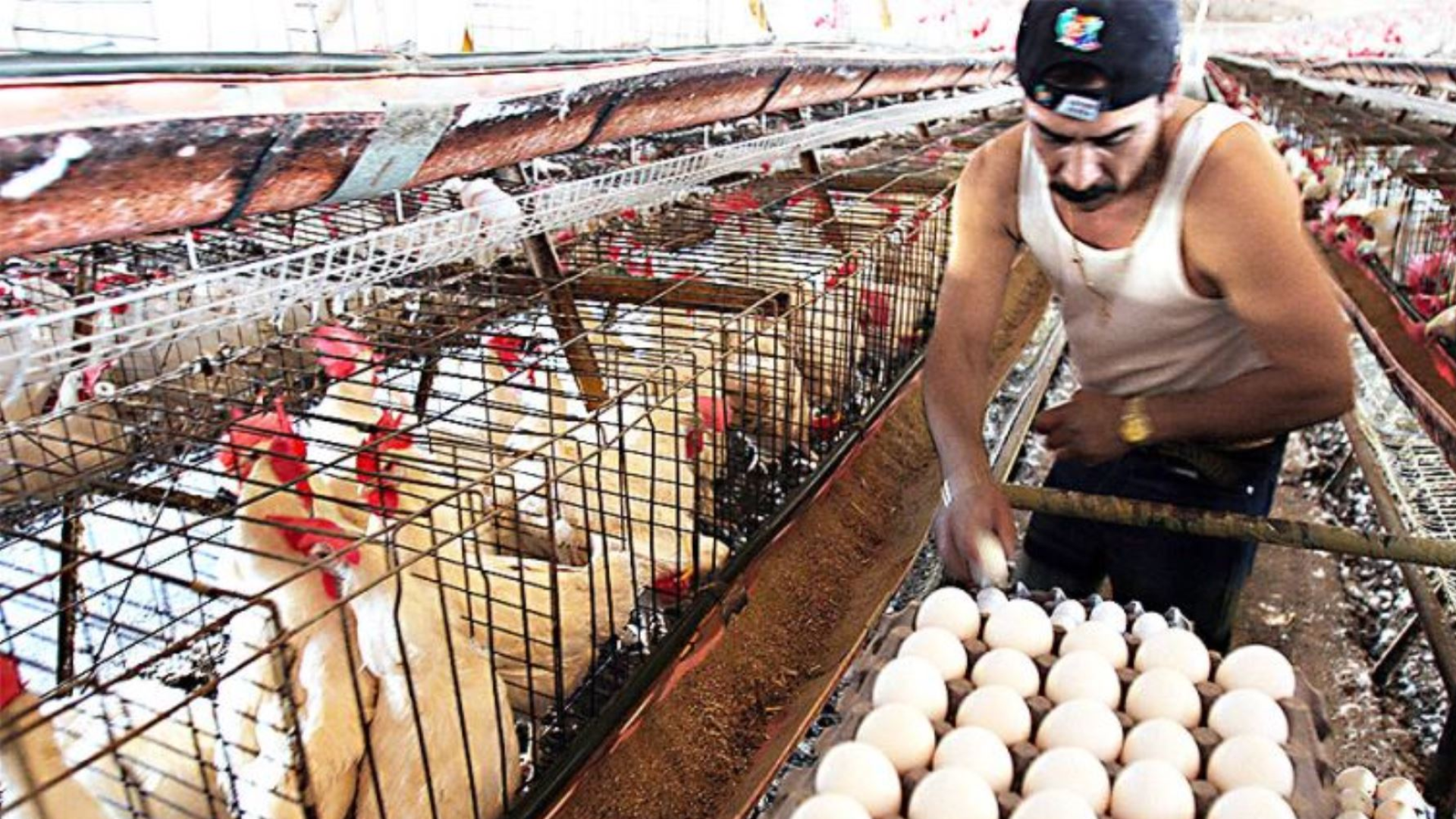 El precio del pollo sube en los mercados peruanos.
Foto: Andina