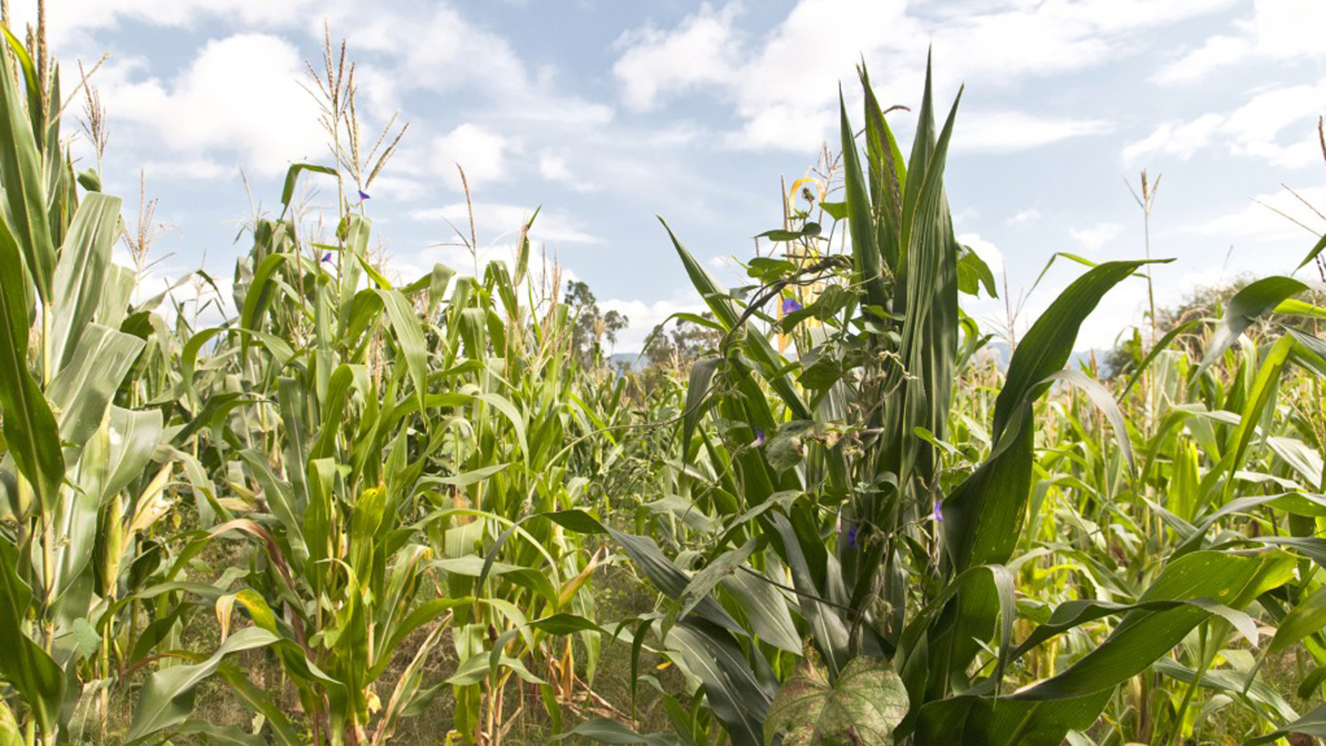 The high rate of commercialization of corn stands out despite the unfavorable context