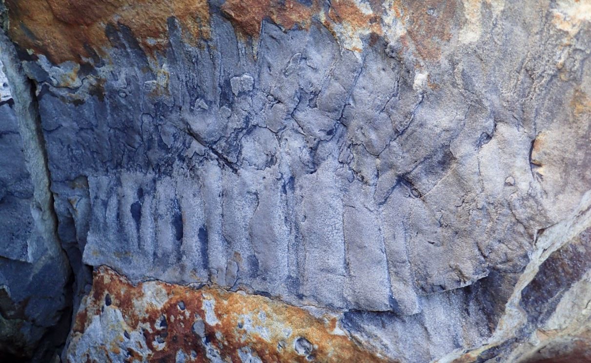Sección fosilizada del milpiés gigante Arthropleura (Foto: Europa Press)
