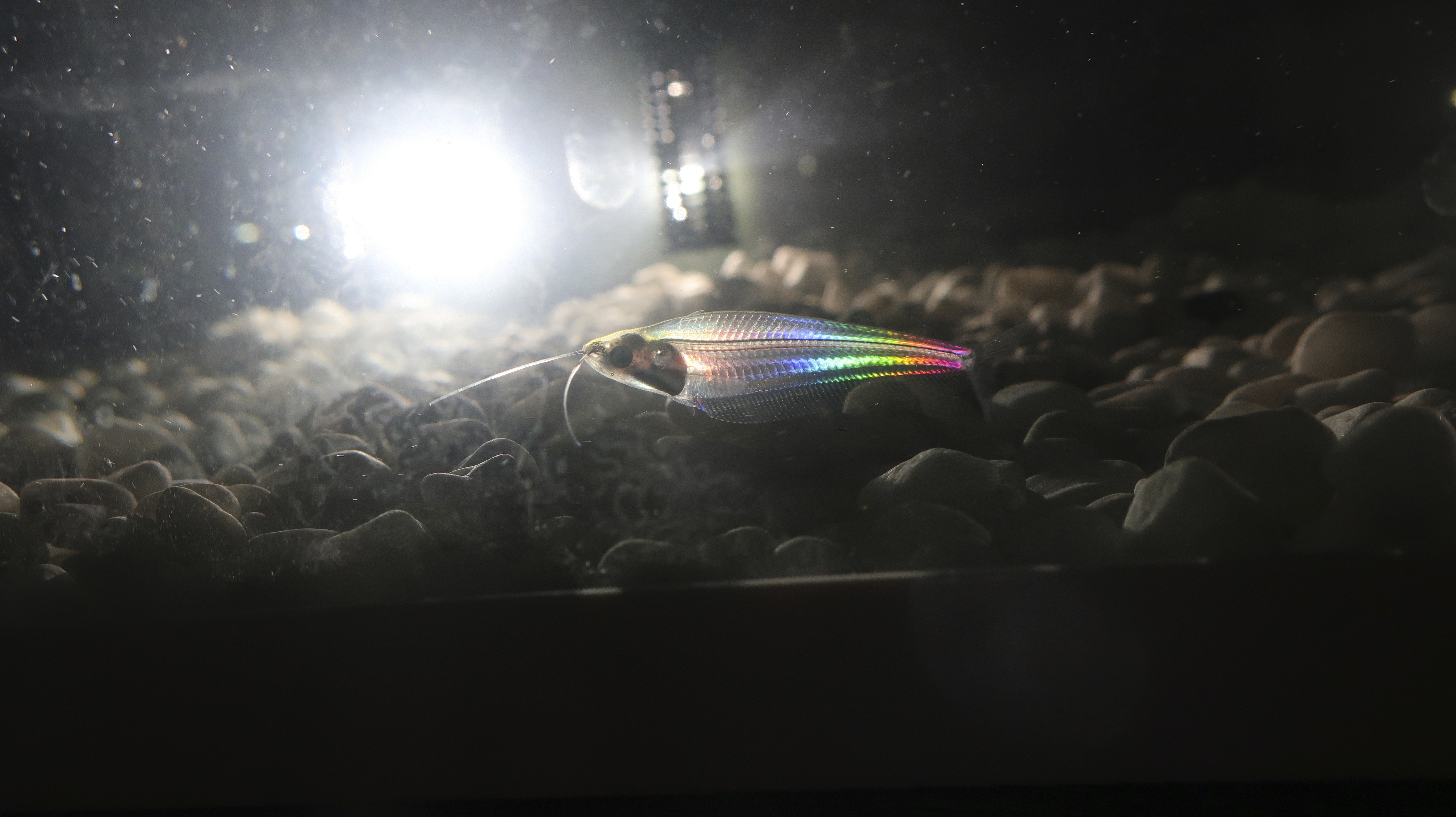 El bagre fantasma tiene un cuerpo transparente que parpadea con los colores del arcoíris cuando le da la luz (Xiujun Fan/Qibin Zhao via AP)