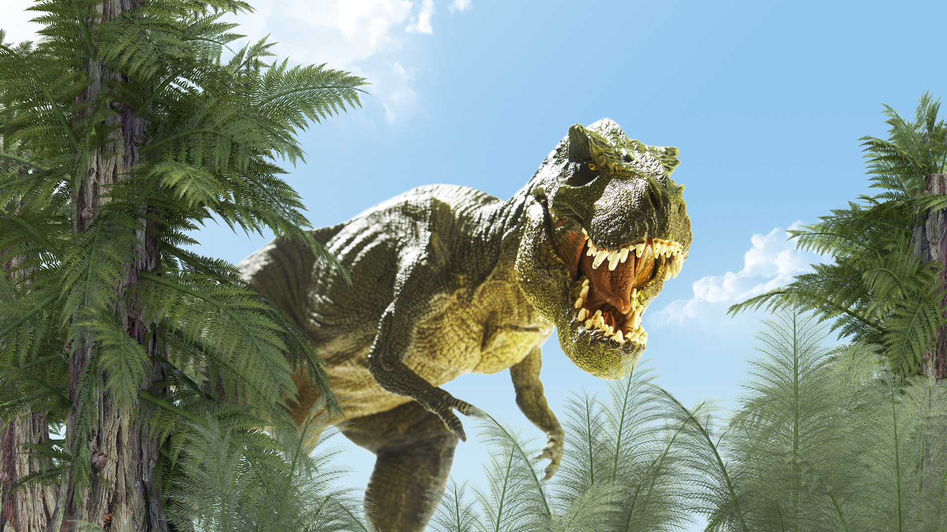 El tiranosaurio rex podría haber sido hasta un 70% más grande, según nuevas  investigaciones - Infobae