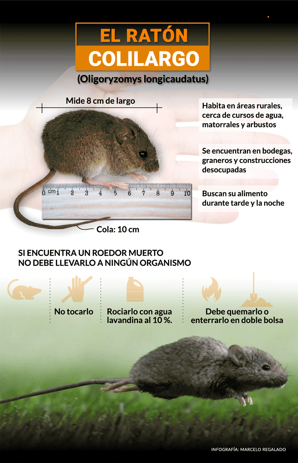 El ratón colilargo es una de las especies de roedores que puede transmitir la enfermedad