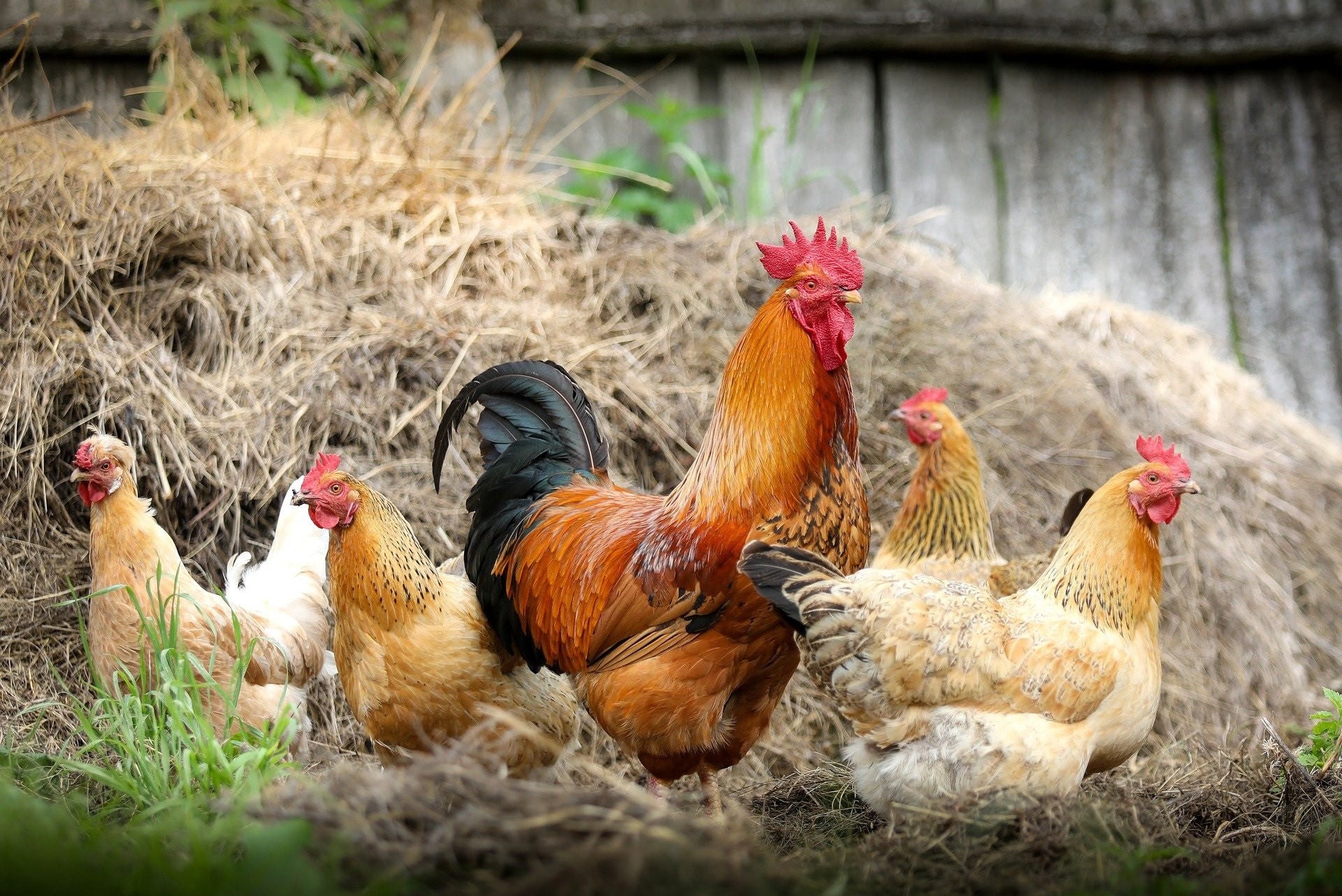 COVID -19: desarrollaron anticuerpos neutralizantes en huevos de gallina