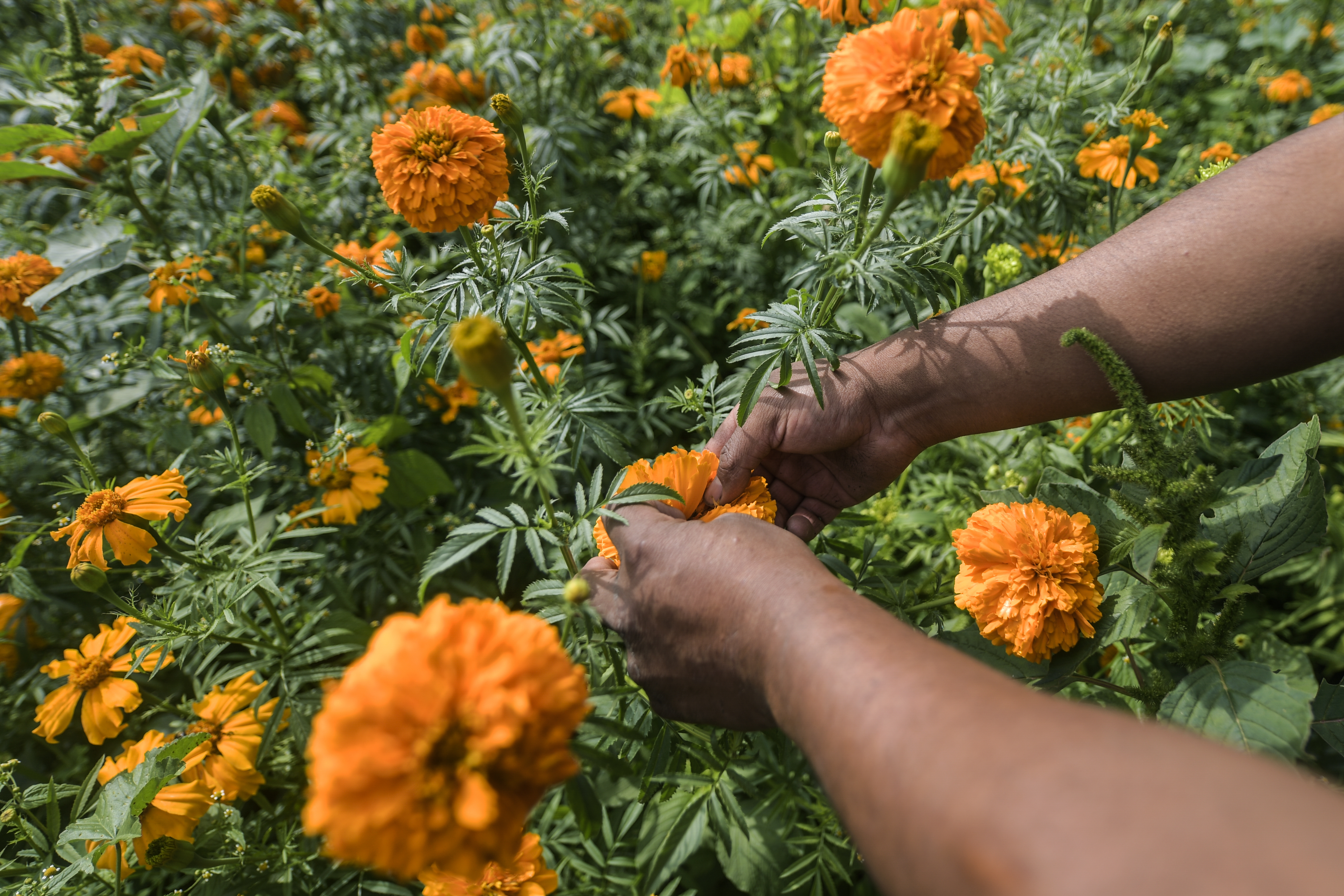 Día de Muertos en fotos: la cosecha de las míticas flores de cempasúchil -  Infobae
