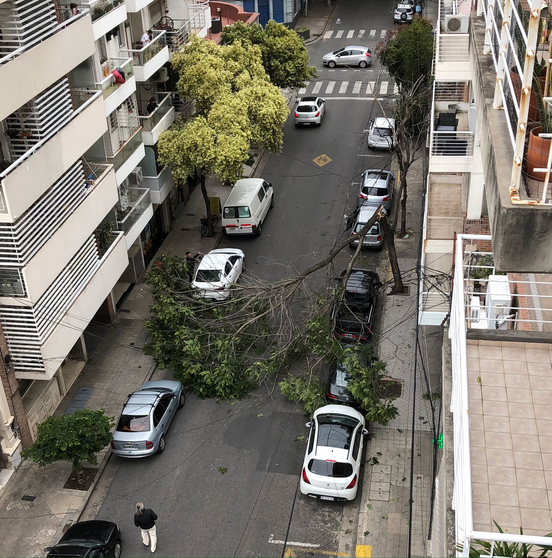 Postal de un árbol caído en Rosario