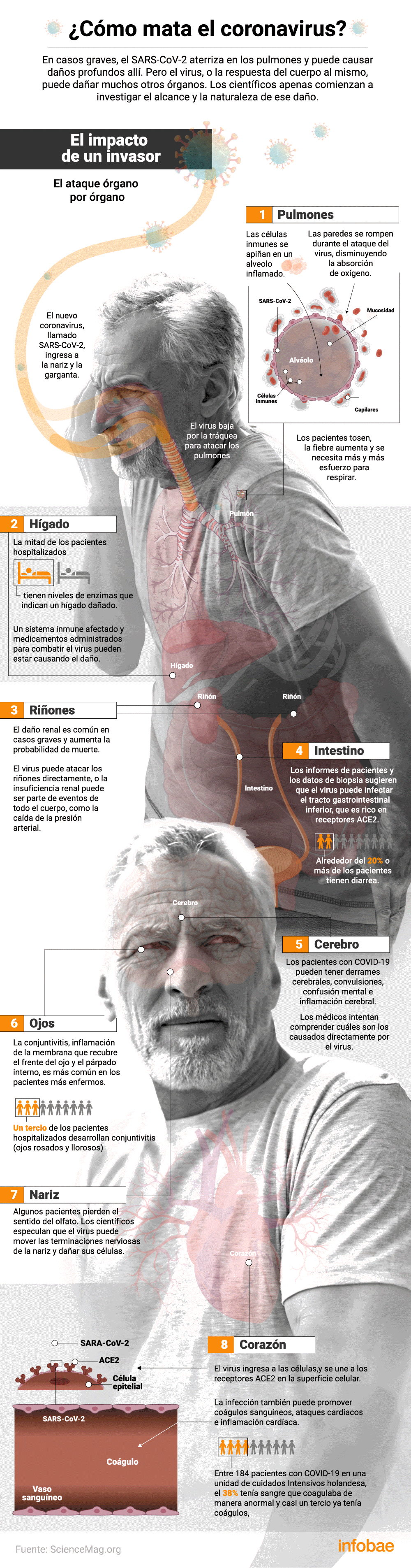 Coronavirus: cómo ataca a cada órgano de nuestro cuerpo (Infografía: Marcelo Regalado)