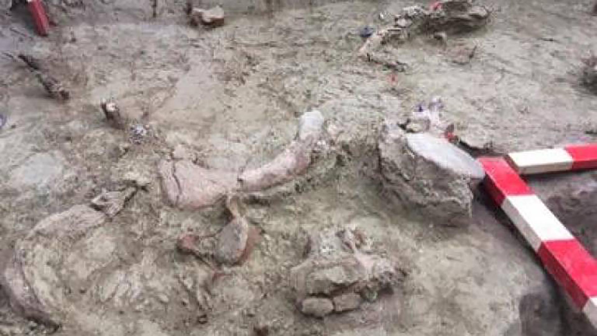Los restos fósiles hallados en la excavación. Crédito: IPHES